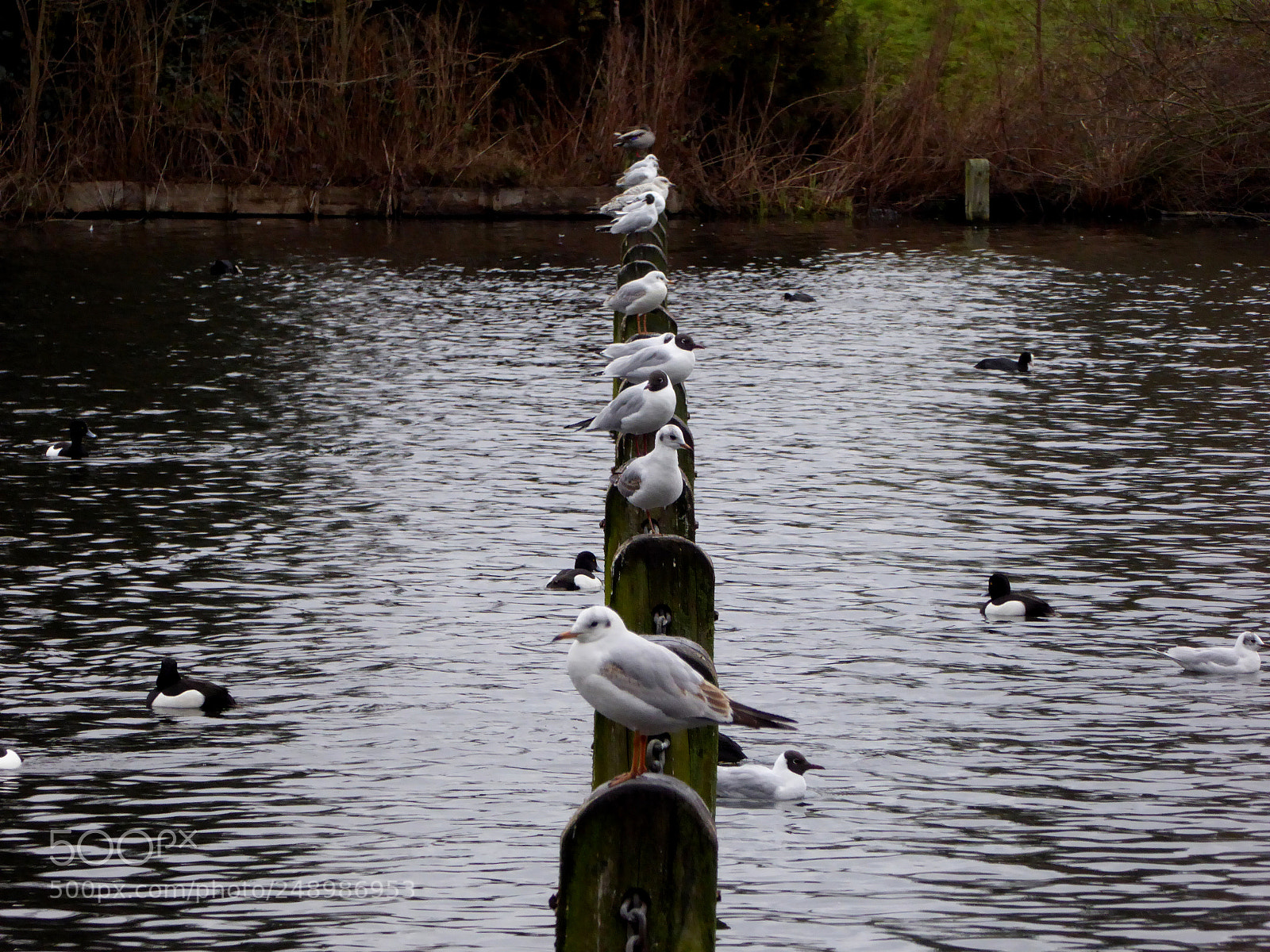 Panasonic Lumix DMC-ZS40 (Lumix DMC-TZ60) sample photo. Align photography