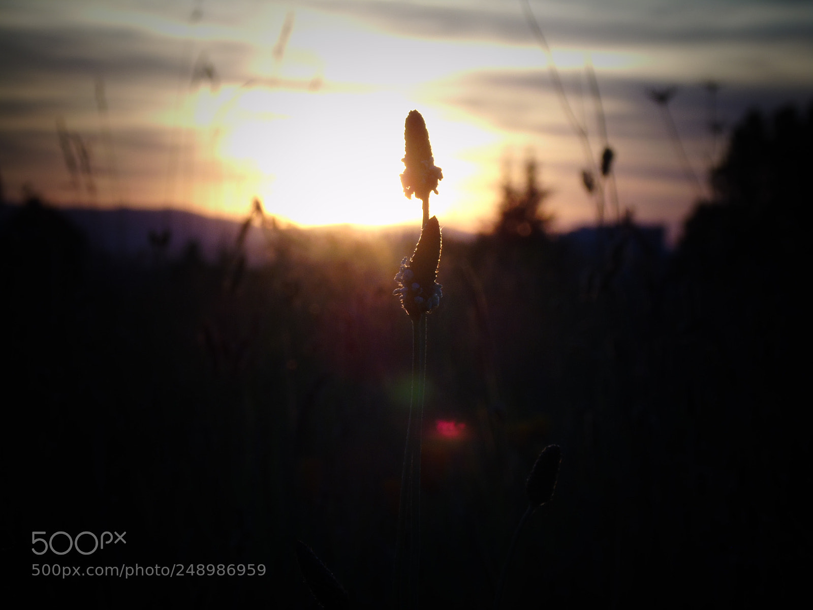 Sony Cyber-shot DSC-H400 sample photo. Silhouette photography