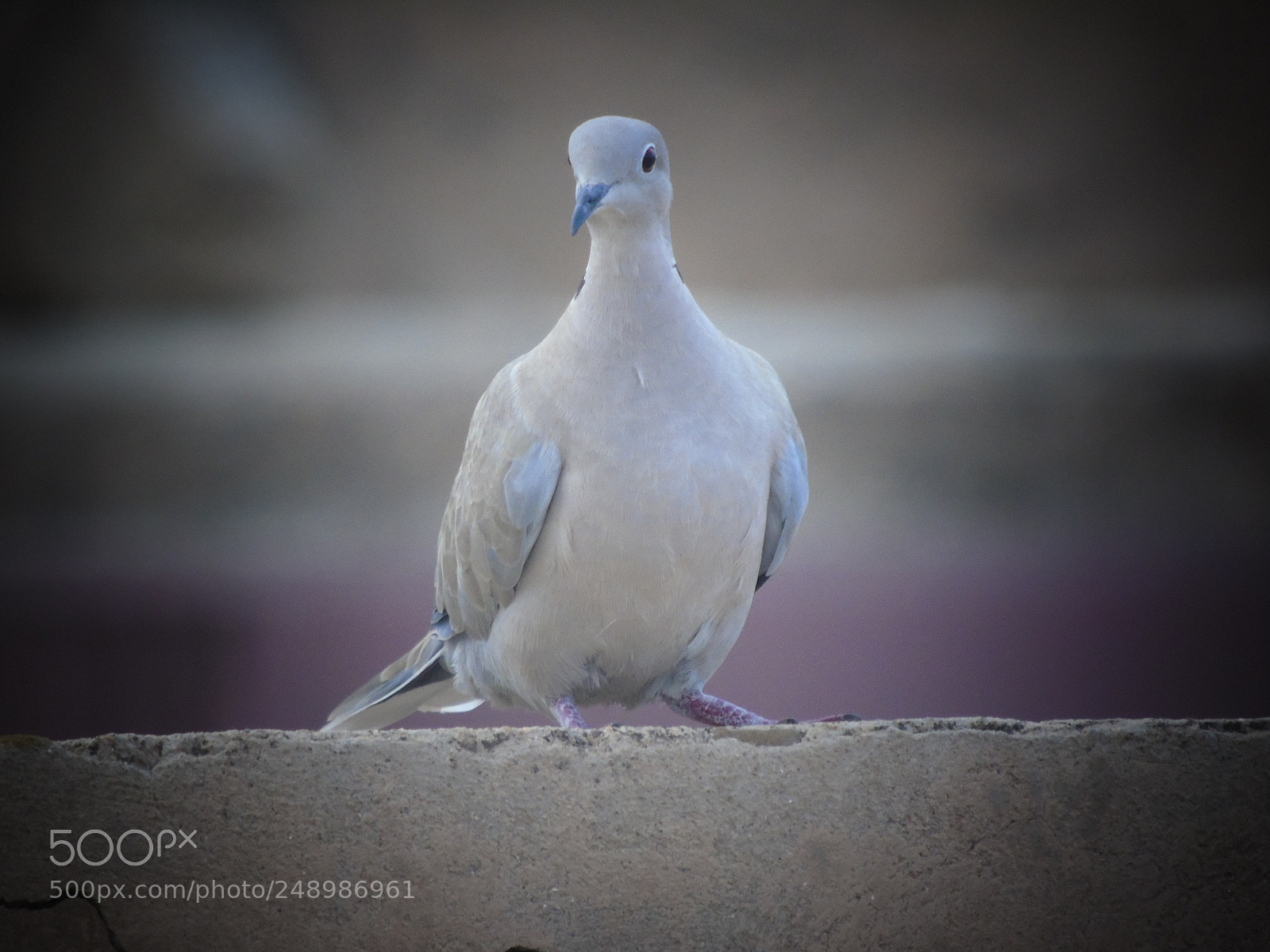 Sony Cyber-shot DSC-H400 sample photo. Bird photography