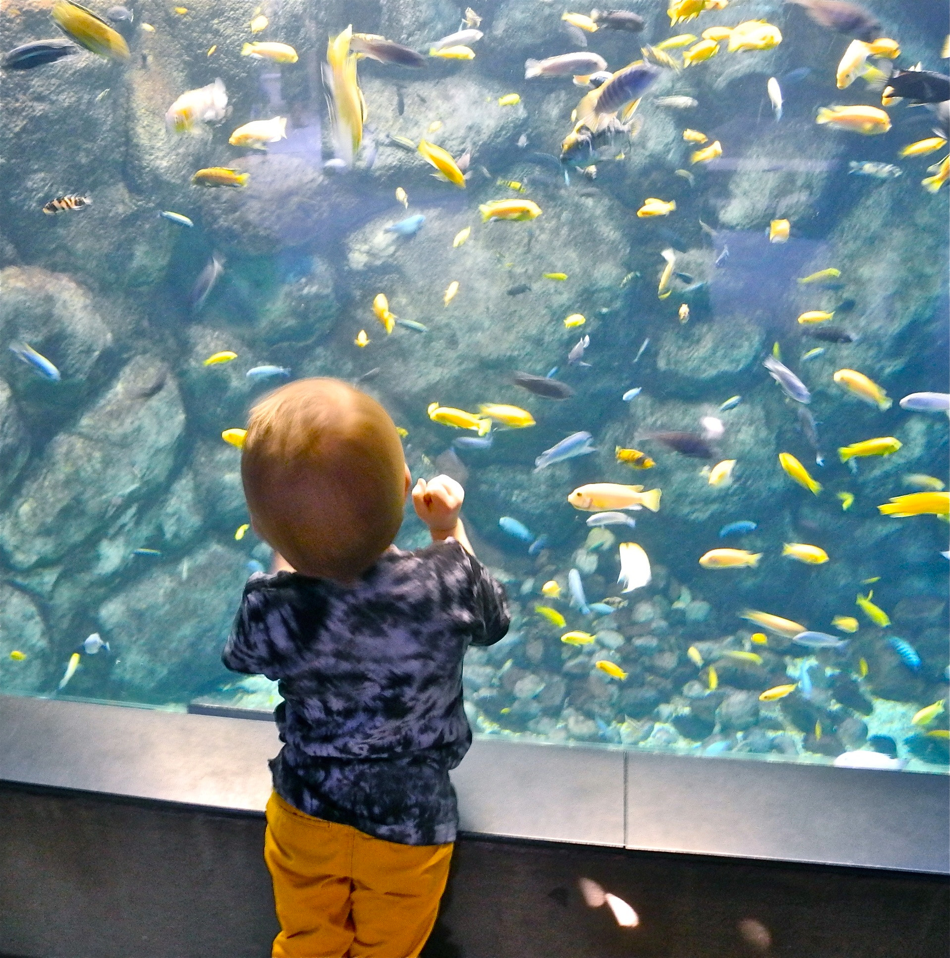 Nikon Coolpix P7100 sample photo. Fish fascination photography