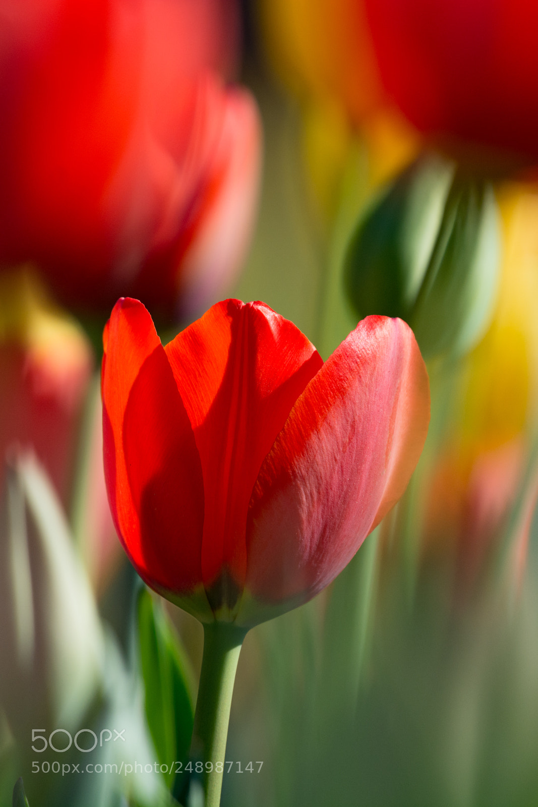 Nikon D7100 sample photo. Tulips season photography