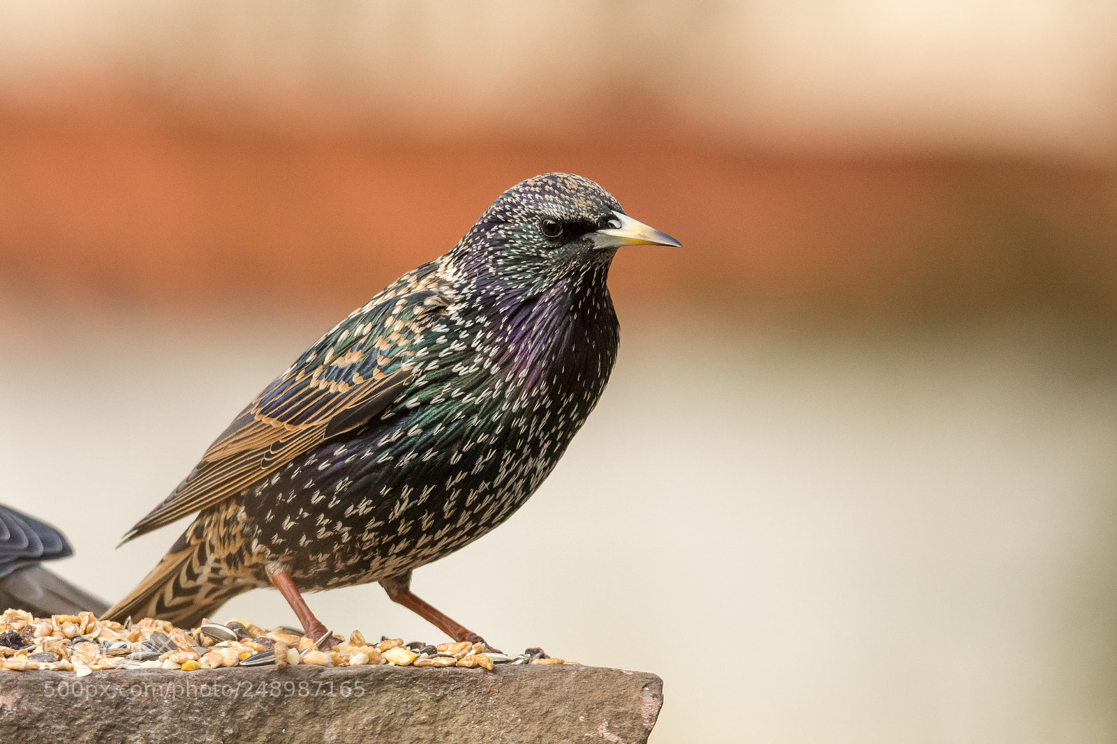 Nikon D7200 sample photo. Starling in brocade dress photography