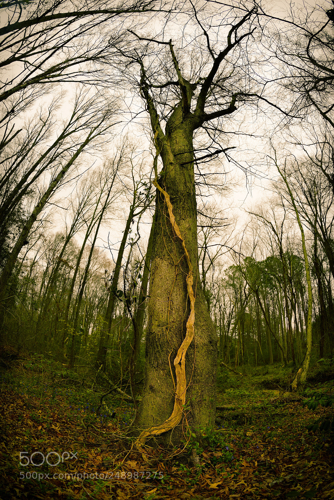 Nikon D800 sample photo. Forever ?! photography