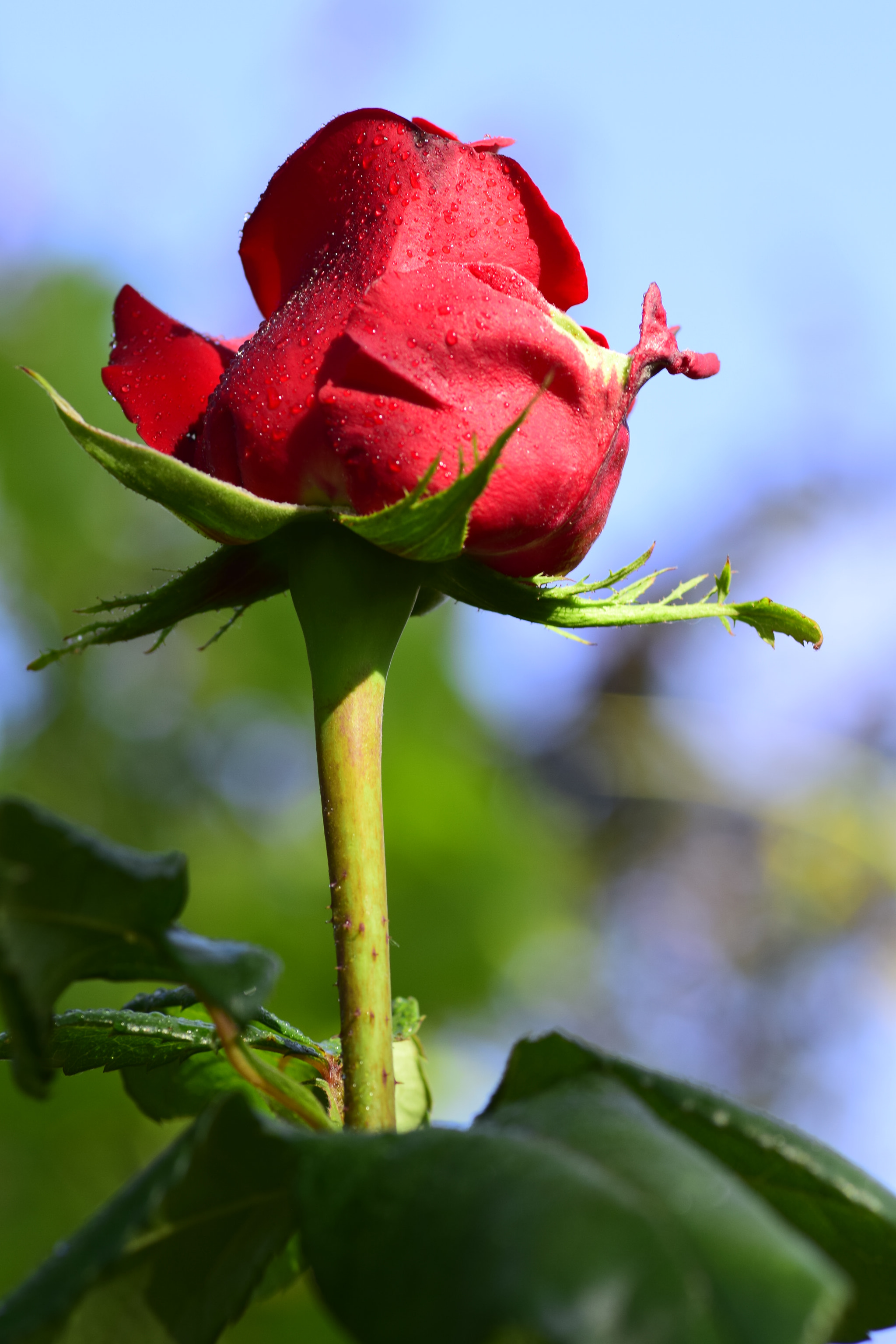 Nikon D5300 sample photo. Rosa photography