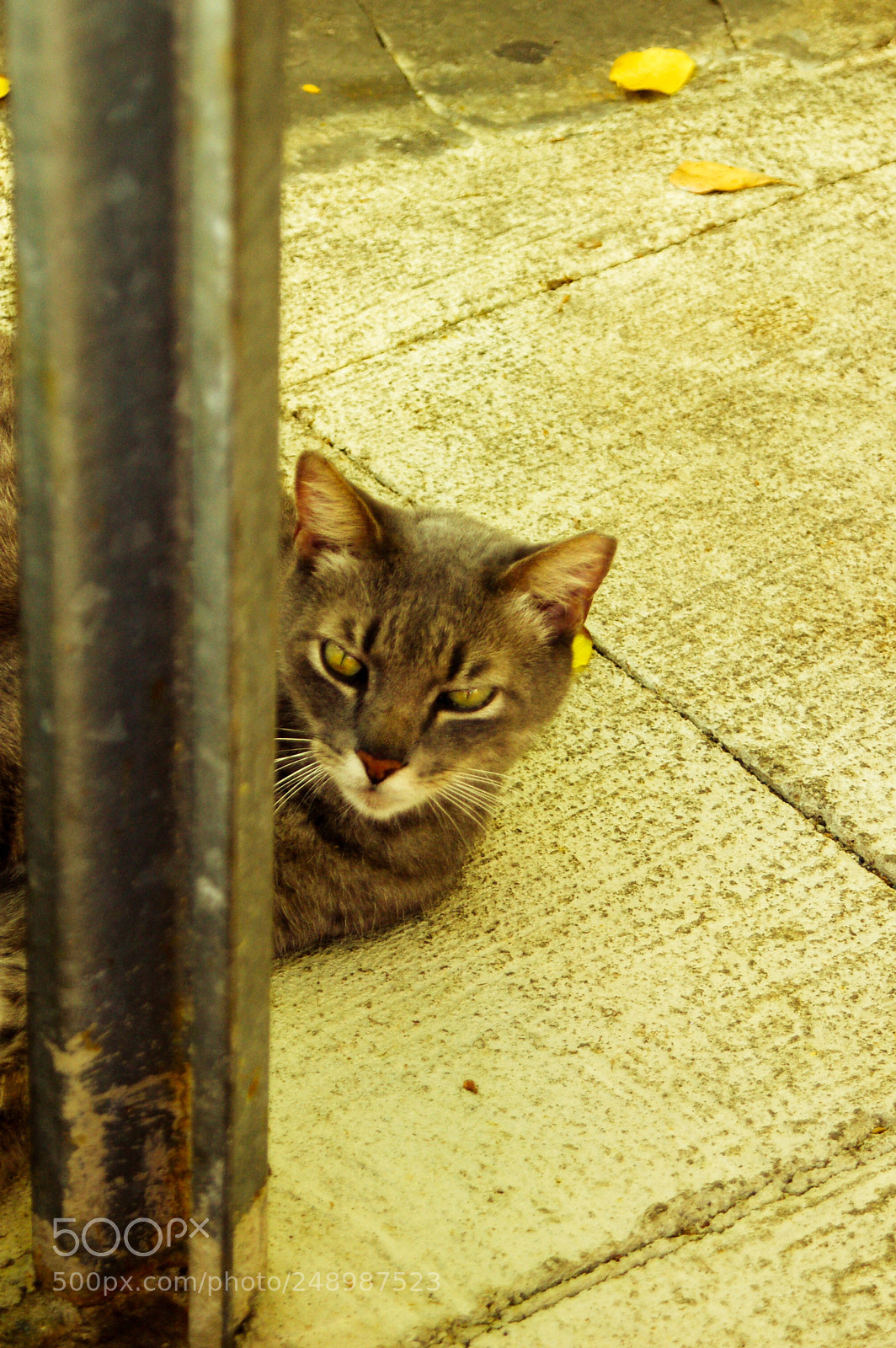 Nikon D50 sample photo. Hello kitty photography