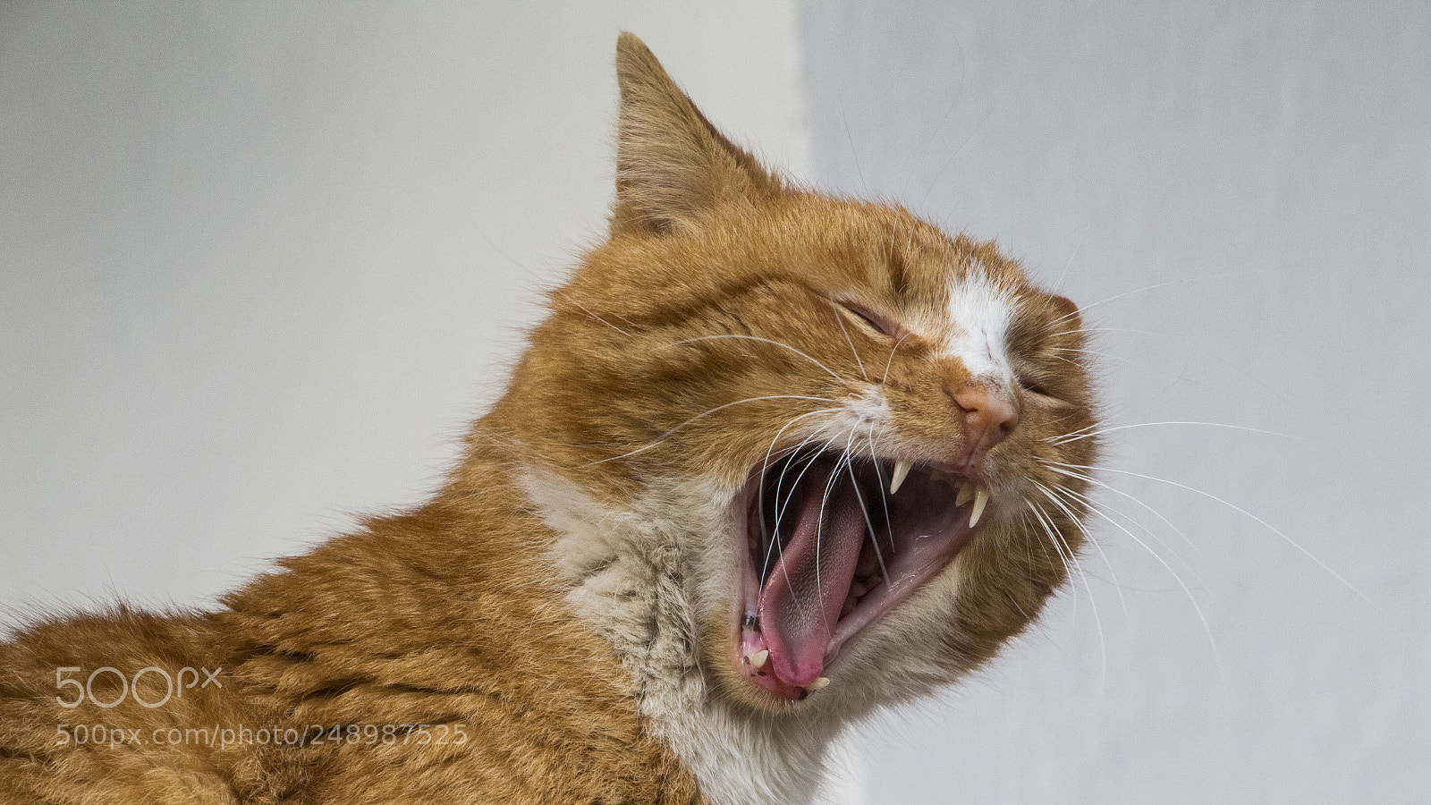 Canon EOS 700D (EOS Rebel T5i / EOS Kiss X7i) sample photo. Big mouth photography