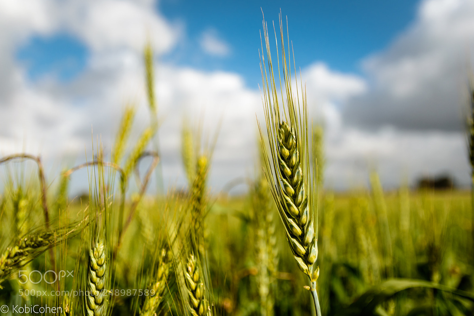 Nikon D5600 sample photo. Wheat photography