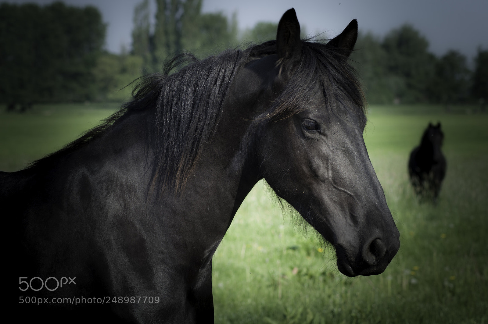 Nikon D5000 sample photo. Horse photography