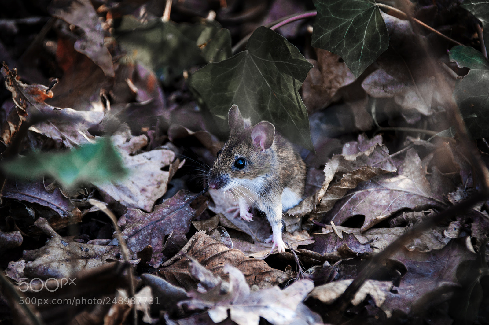 Nikon D300 sample photo. Little fella photography