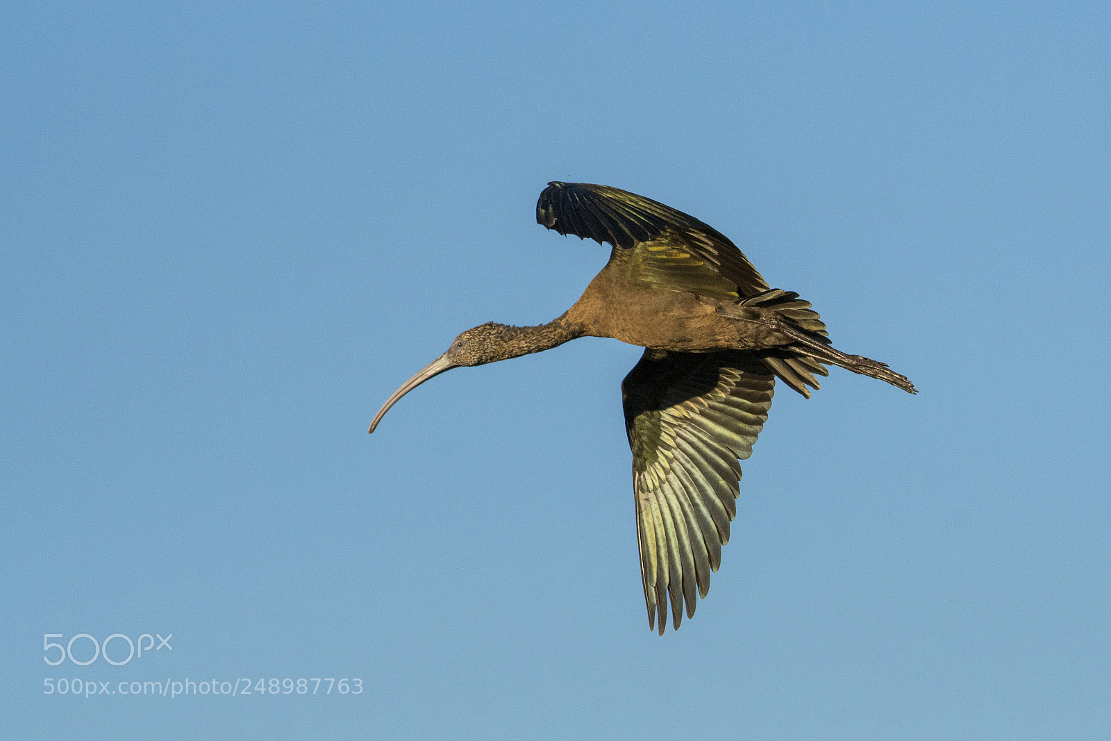 Nikon D500 sample photo. Ibiss inflight photography