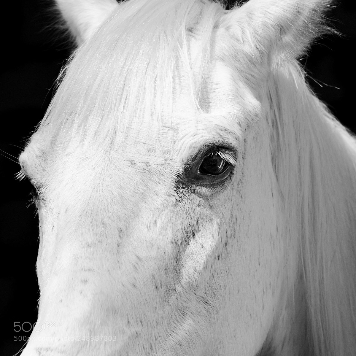 Nikon D700 sample photo. White horse photography
