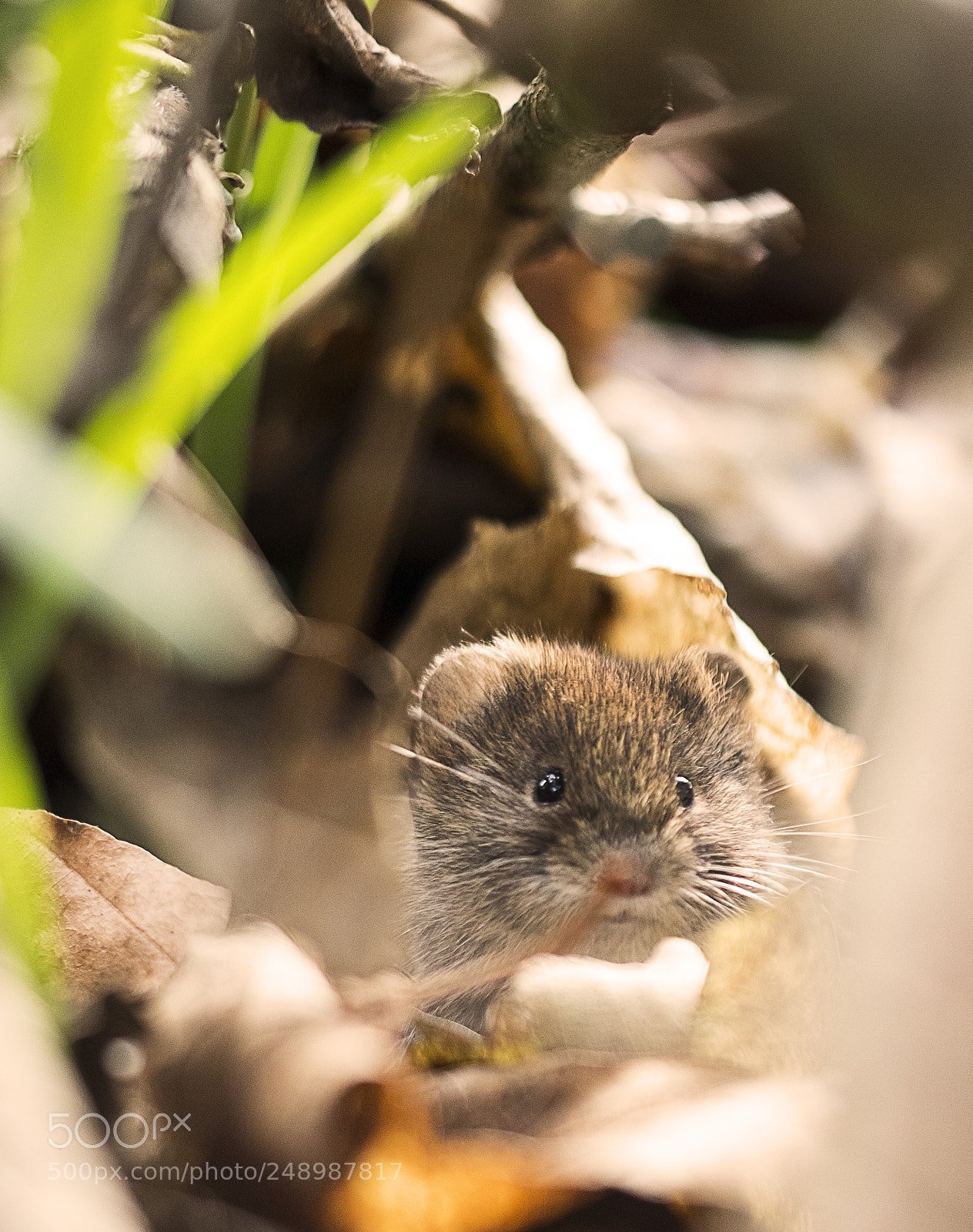 Canon EOS 7D Mark II sample photo. Field mouse photography