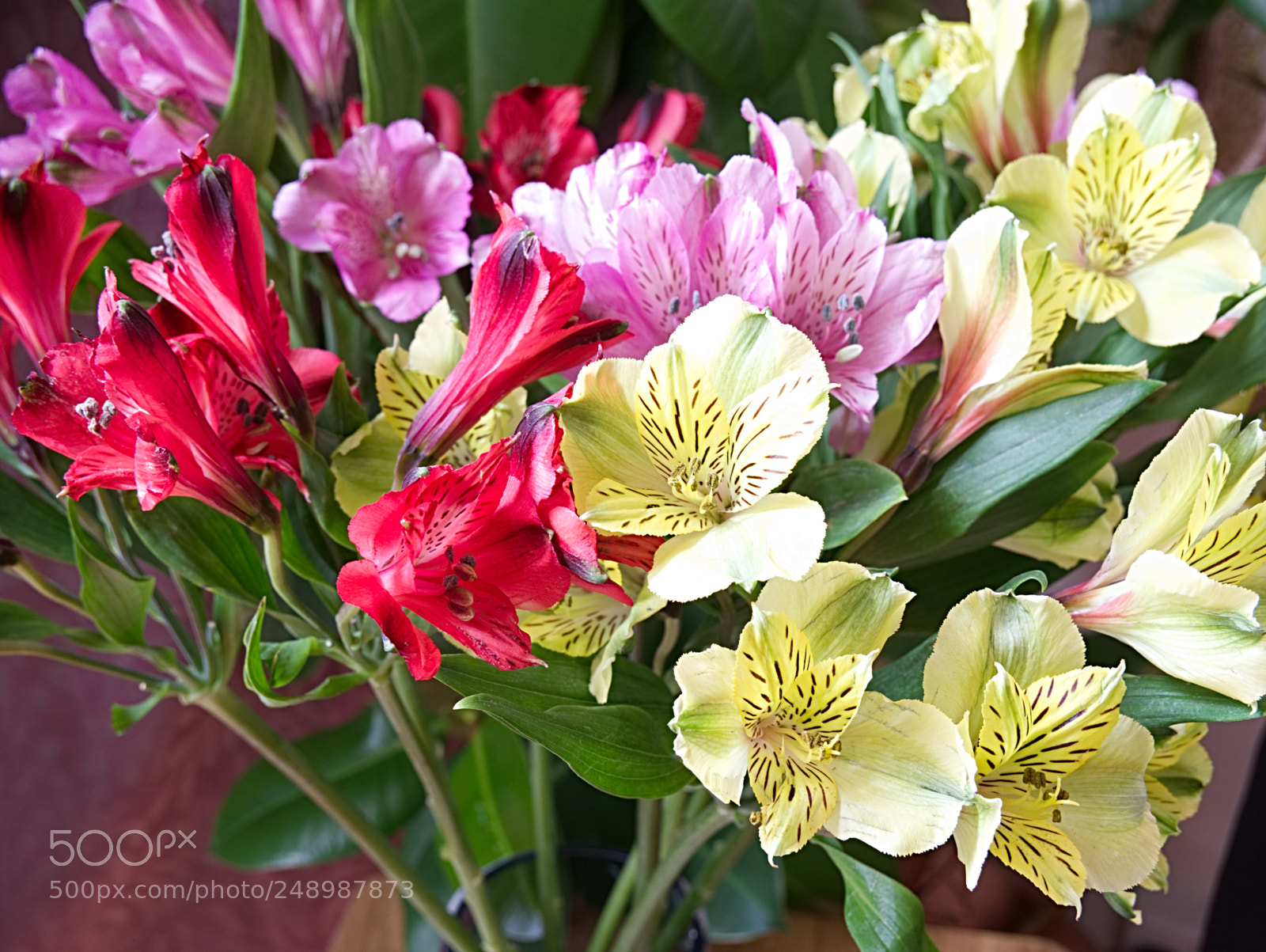 Panasonic Lumix DMC-G85 (Lumix DMC-G80) sample photo. Freesia mix photography
