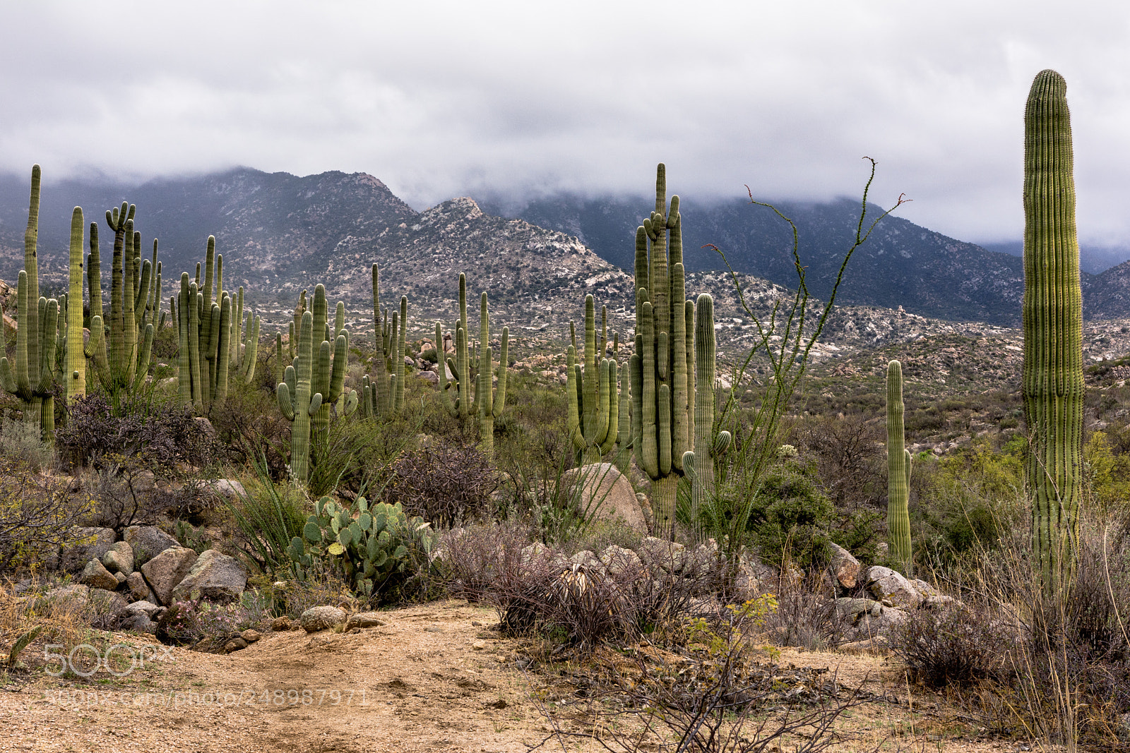 Nikon D7100 sample photo. Santa catalina mountains photography