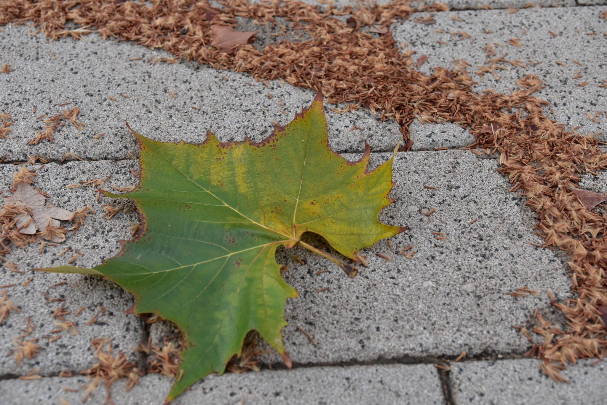 Nikon D3400 sample photo. Single leaf photography