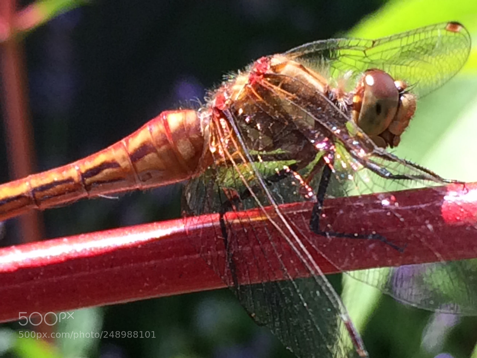 Apple iPhone 5s sample photo. Dragonfly my muse photography