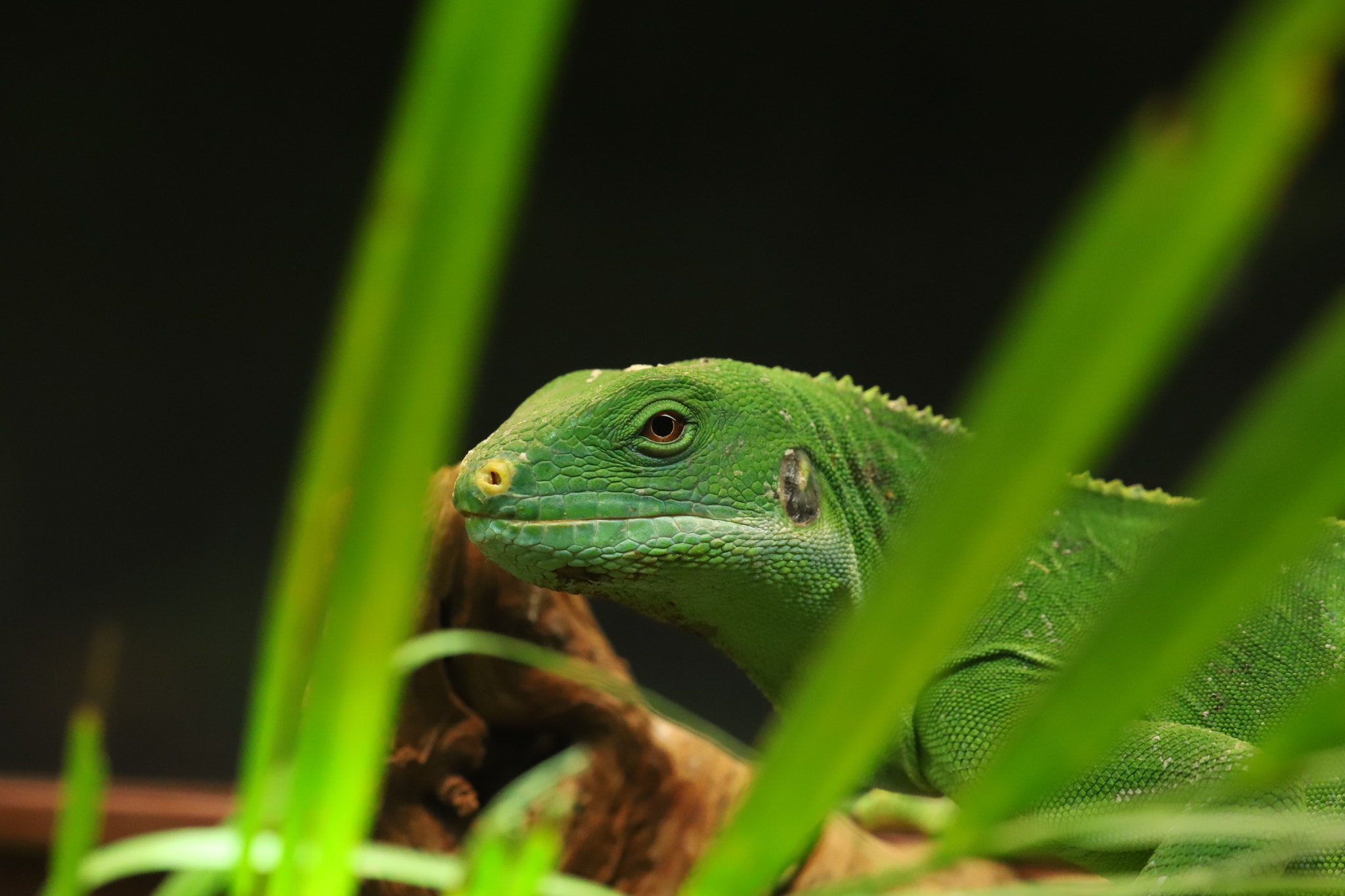Sigma APO Macro 180mm F2.8 EX DG OS HSM sample photo. Vivarium photography