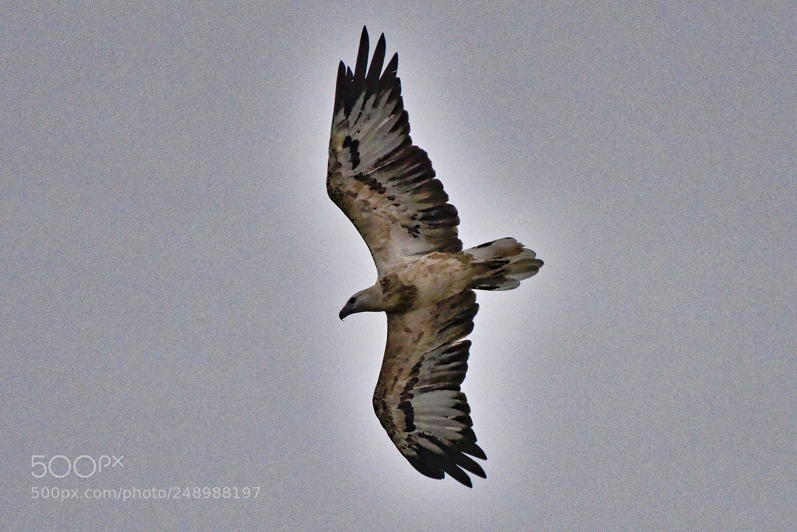 Nikon D810 sample photo. The kite photography