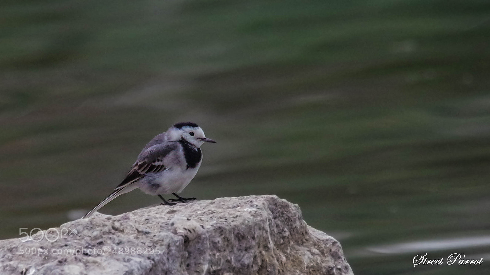 Pentax K-3 II sample photo. White wagtail photography