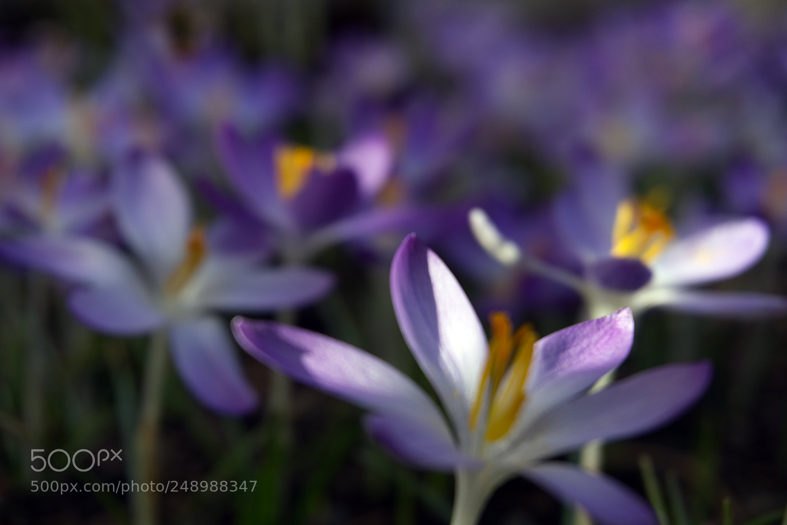 Sony a6000 sample photo. Purple crocuses photography