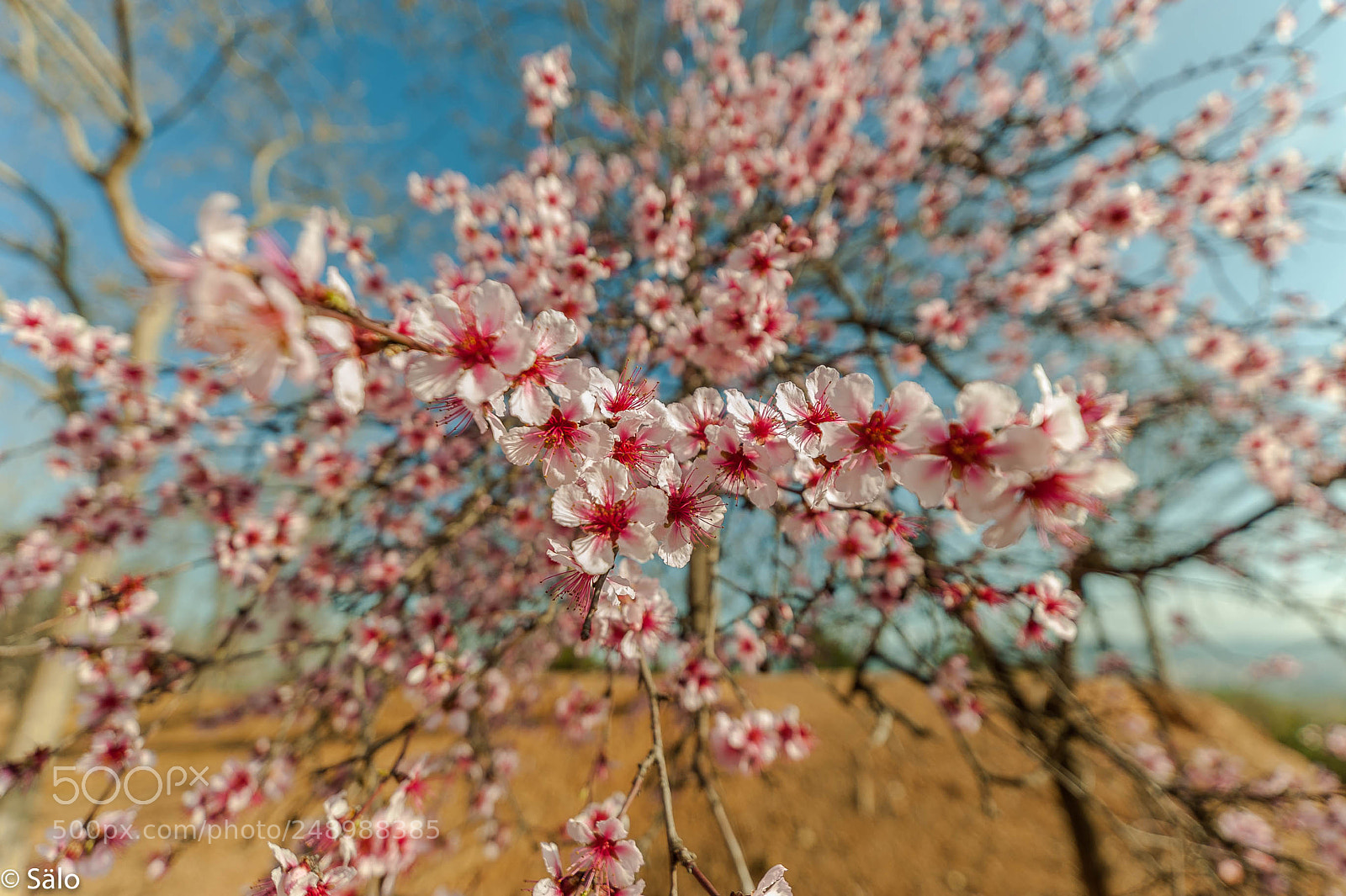 Nikon D700 sample photo. Almendro en flor photography