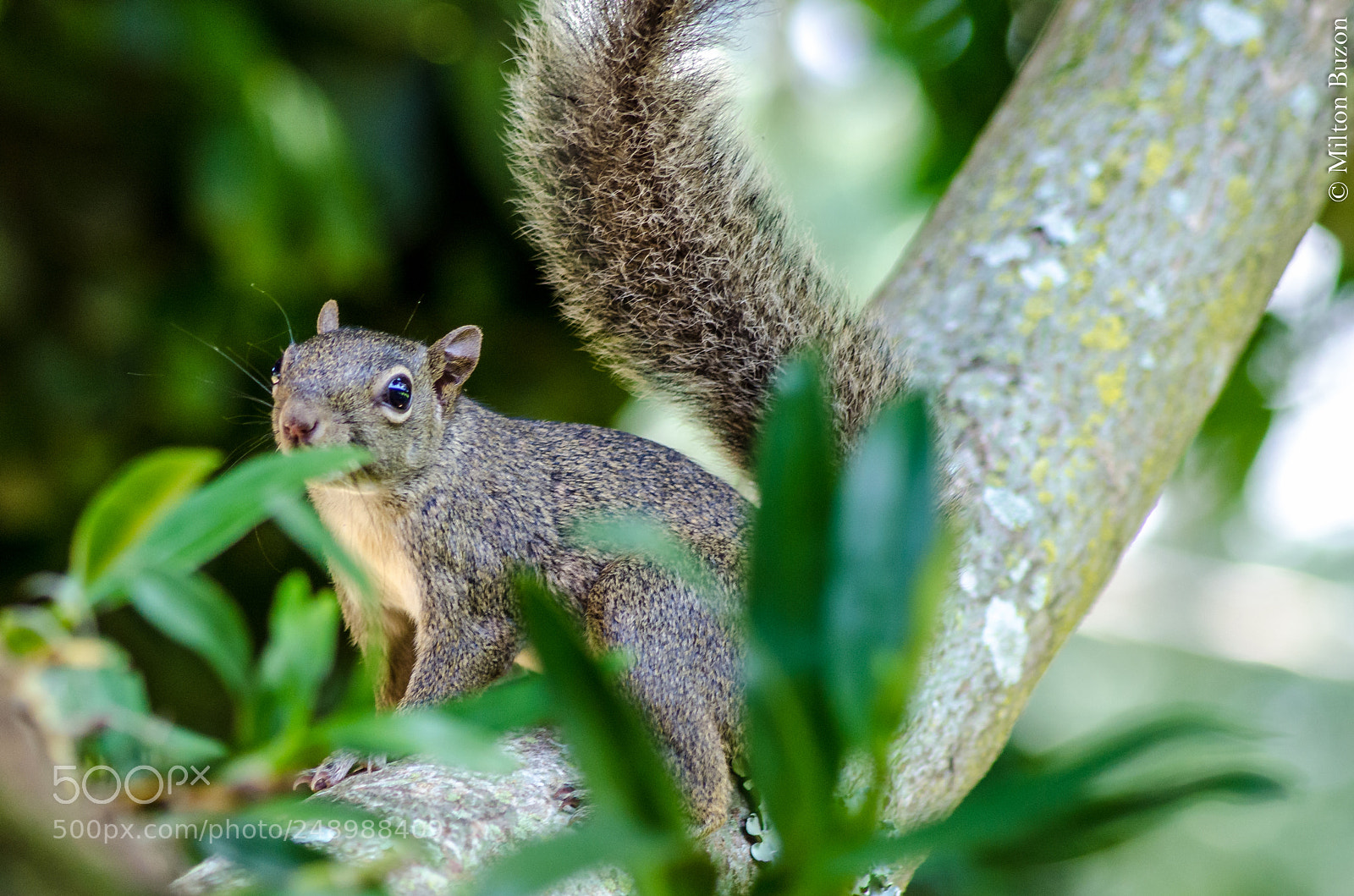 Nikon D7000 sample photo. A cute little squirrel ... photography