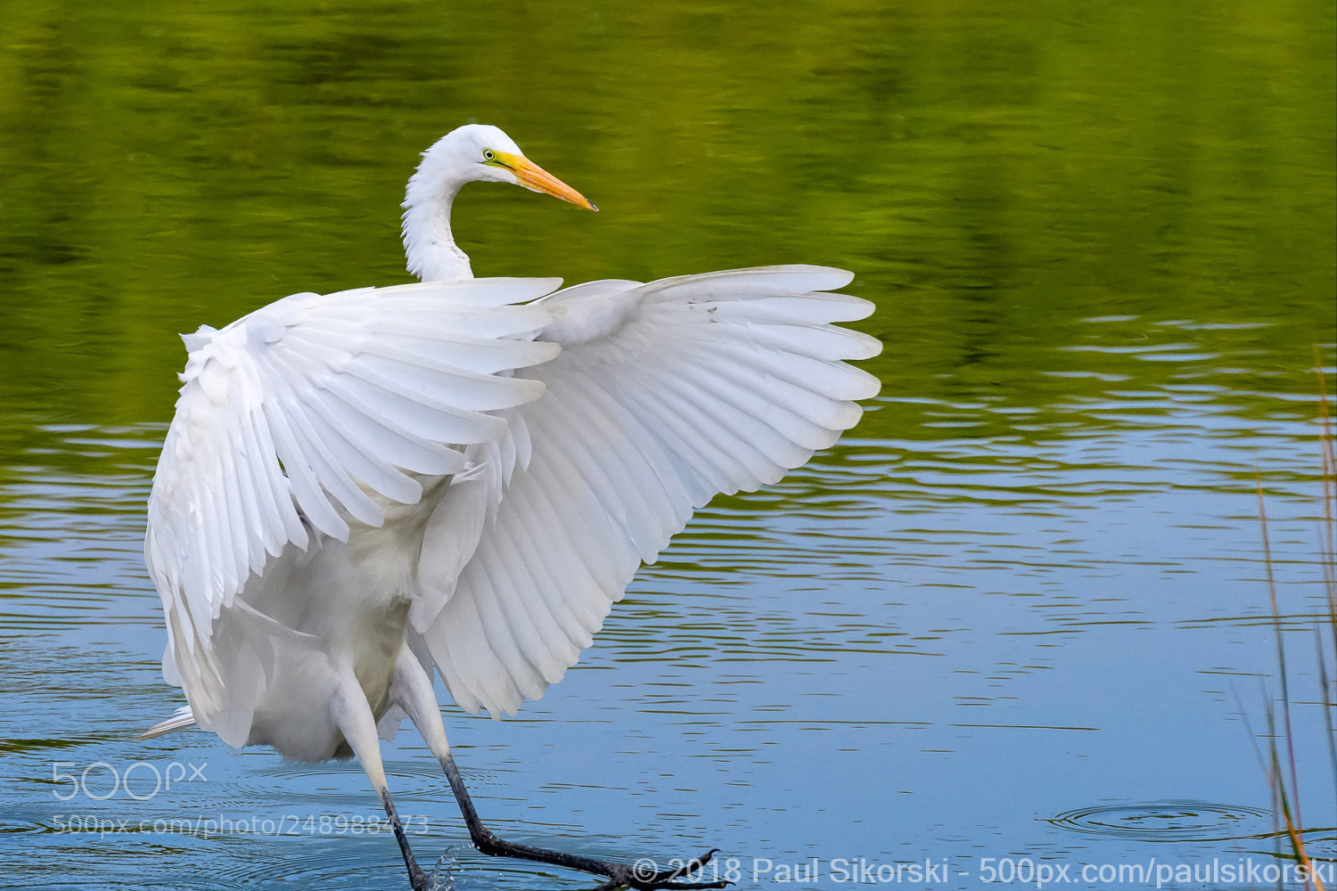 Nikon D500 sample photo. Great egret water landing photography