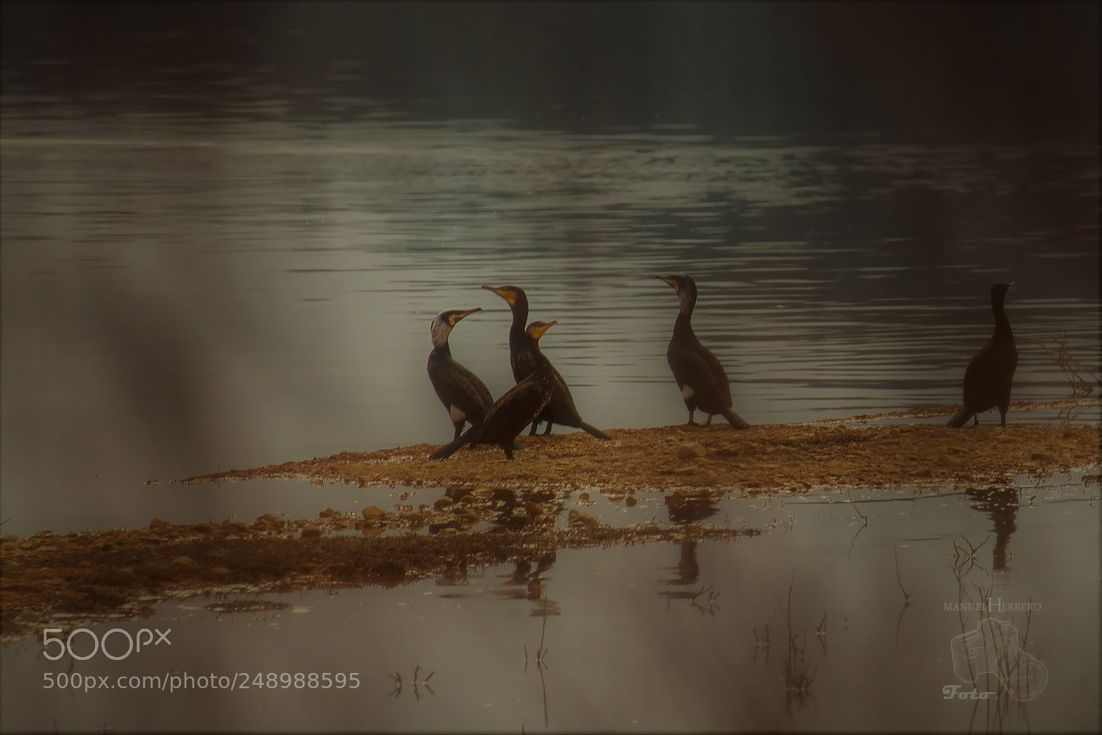 Canon EOS 550D (EOS Rebel T2i / EOS Kiss X4) sample photo. Cormorants photography