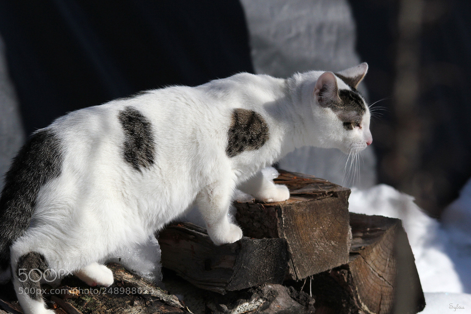 Canon EOS 550D (EOS Rebel T2i / EOS Kiss X4) sample photo. In the shadows photography