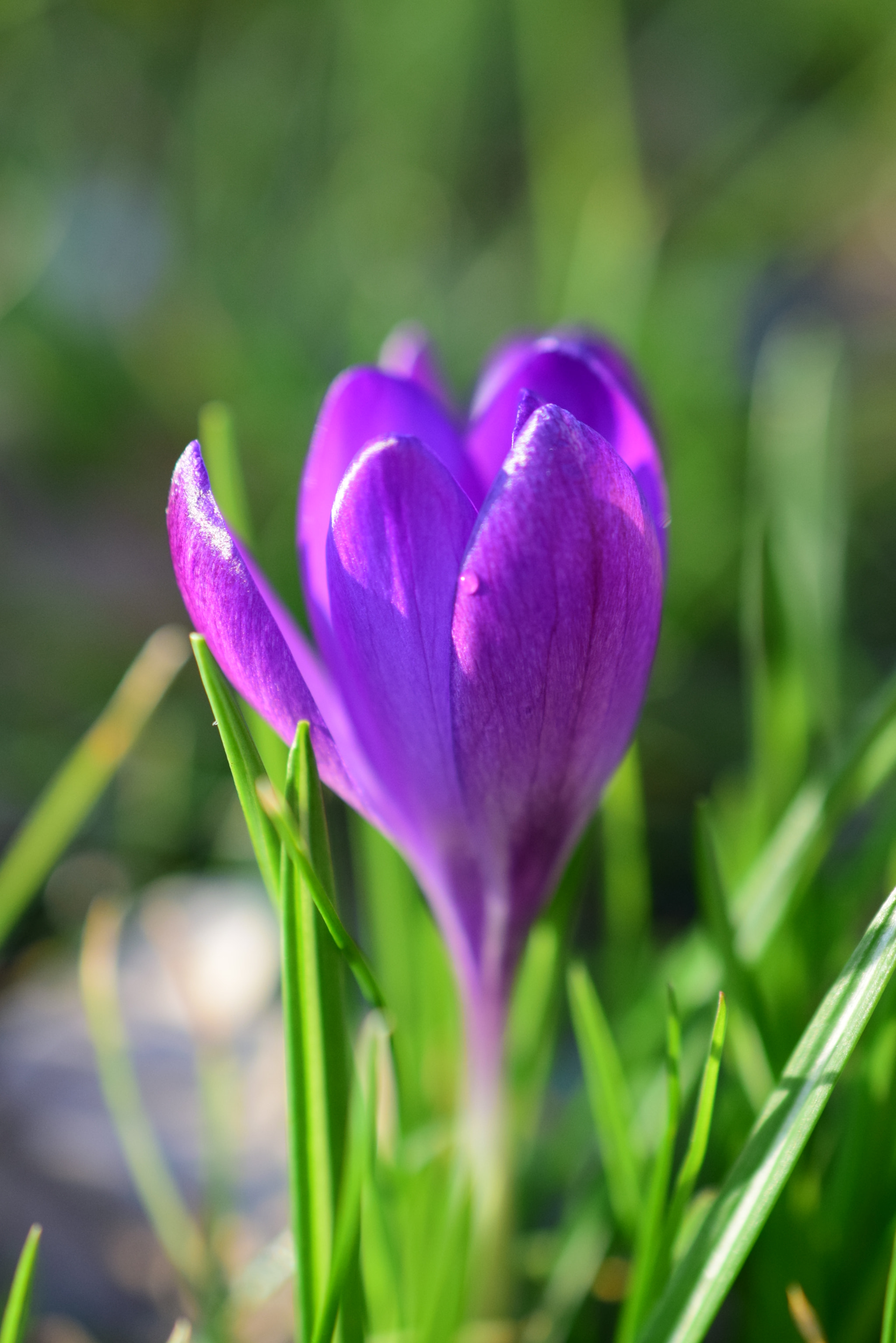 Nikon AF-S DX Micro Nikkor 40mm F2.8 sample photo. Close up crocus photography