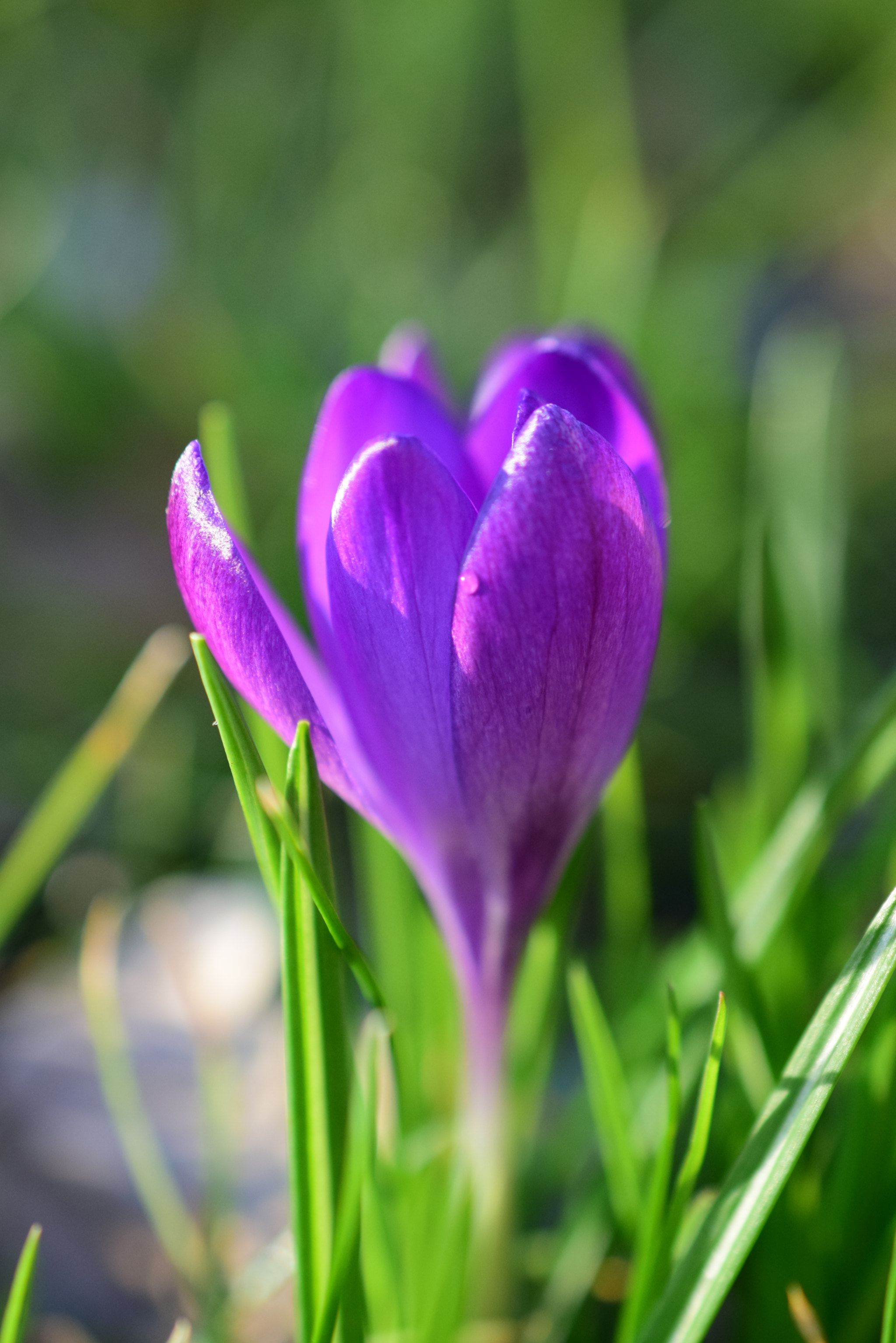 Nikon D5300 + Nikon AF-S DX Micro Nikkor 40mm F2.8 sample photo. Close up crocus photography