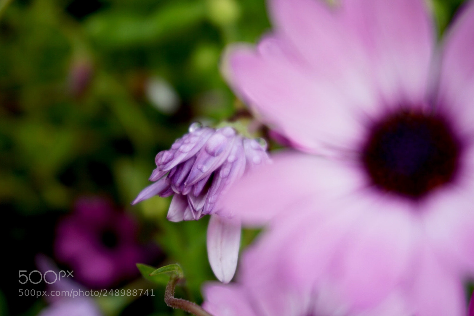 Sony a6000 sample photo. Grow with rain photography