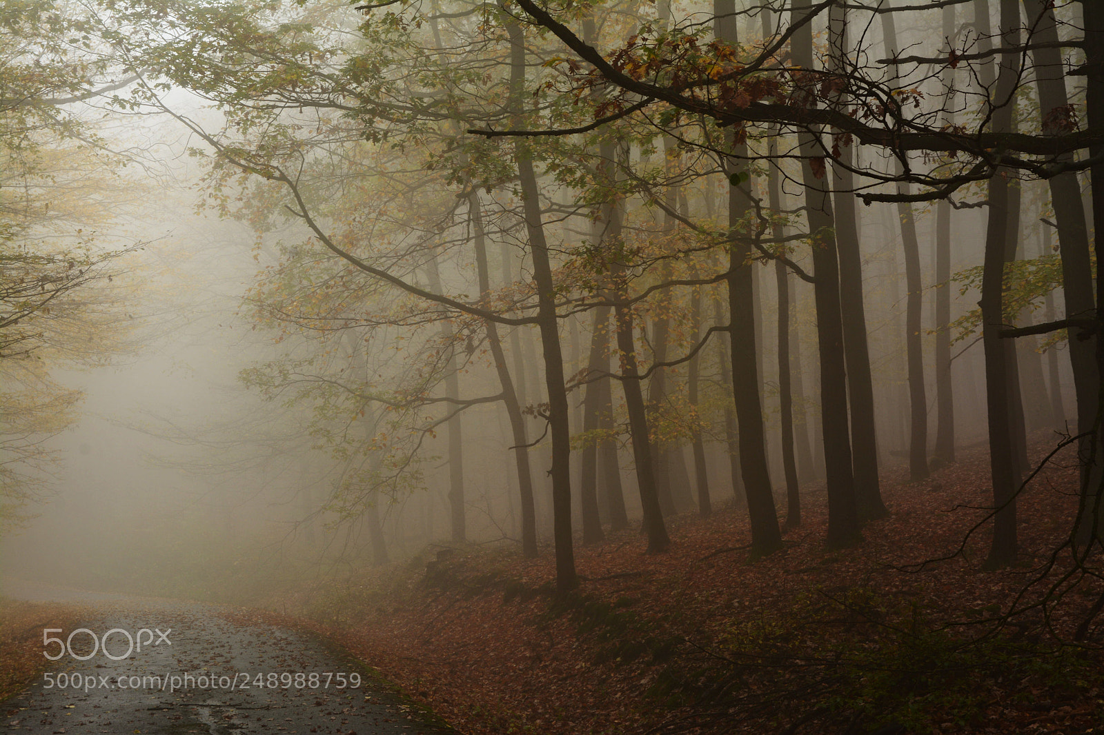 Nikon D7100 sample photo. Autumn road photography