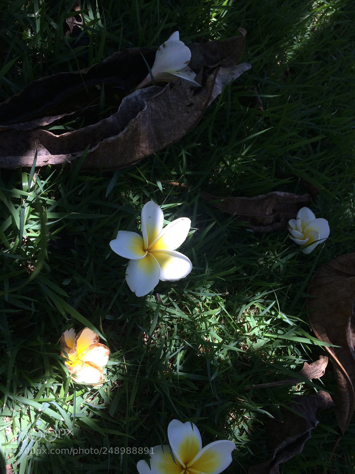 Apple iPhone 5s sample photo. Untitled photography