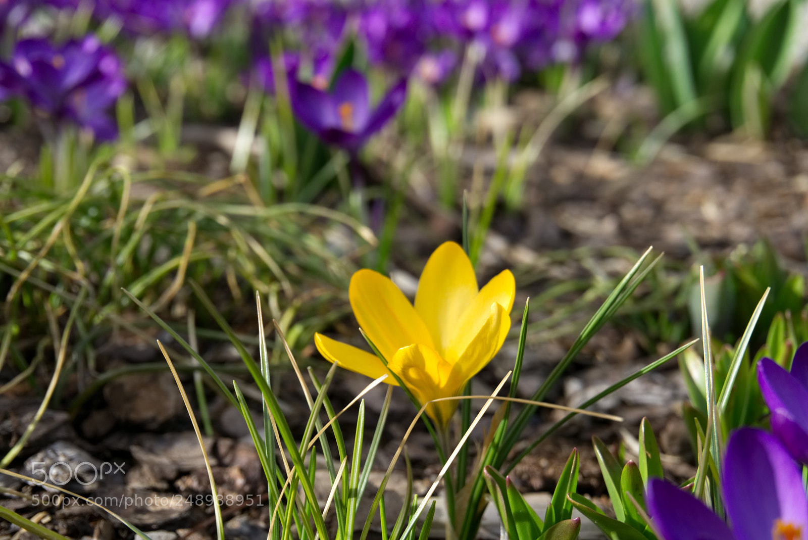 Sony a6000 sample photo. Yellow and purple photography