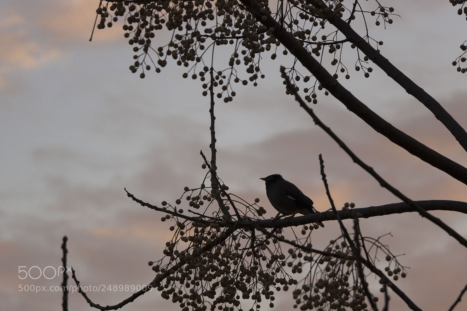 Canon EOS 700D (EOS Rebel T5i / EOS Kiss X7i) sample photo. The bird photography