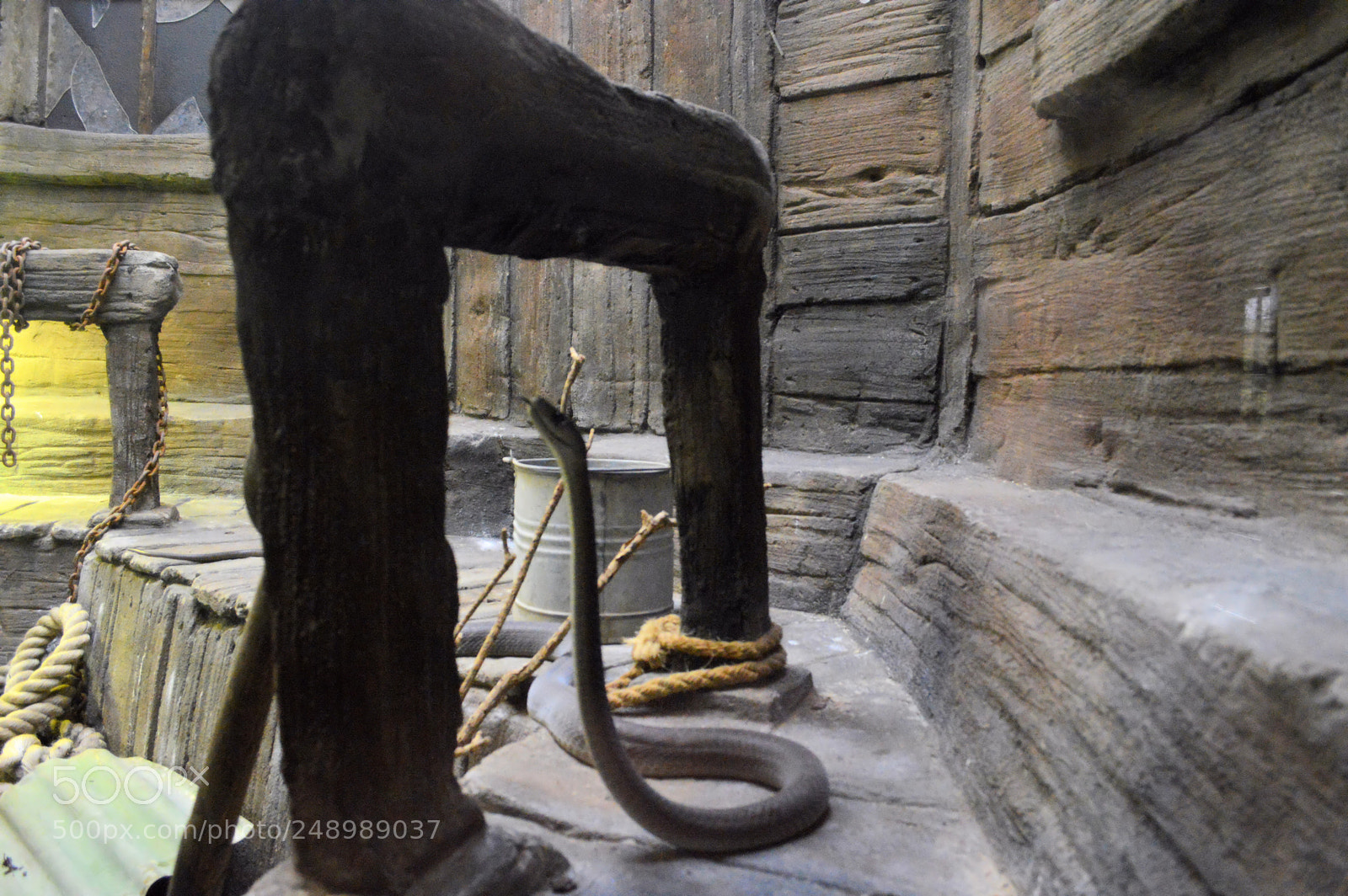 Nikon D3200 sample photo. Black mamba photography