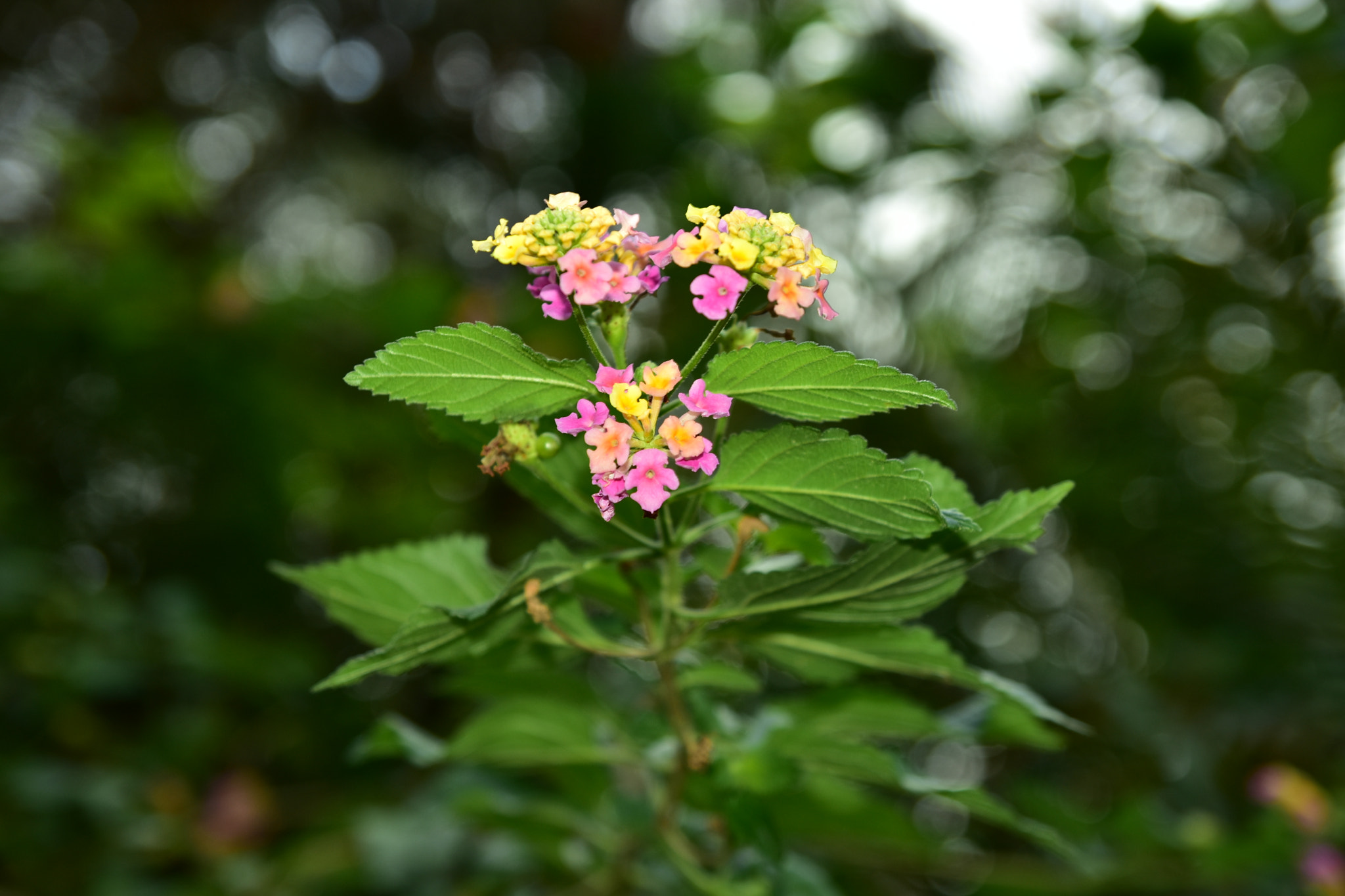 Nikon D3400 sample photo. The vivid flowers photography