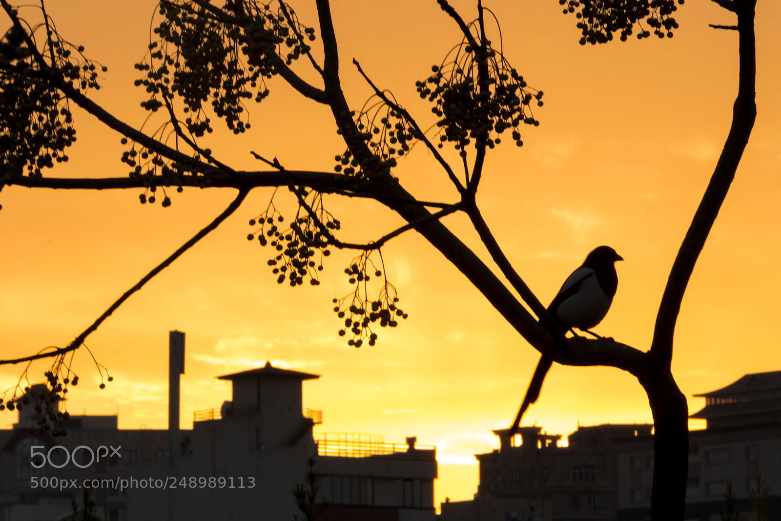 Canon EOS 700D (EOS Rebel T5i / EOS Kiss X7i) sample photo. The bird photography