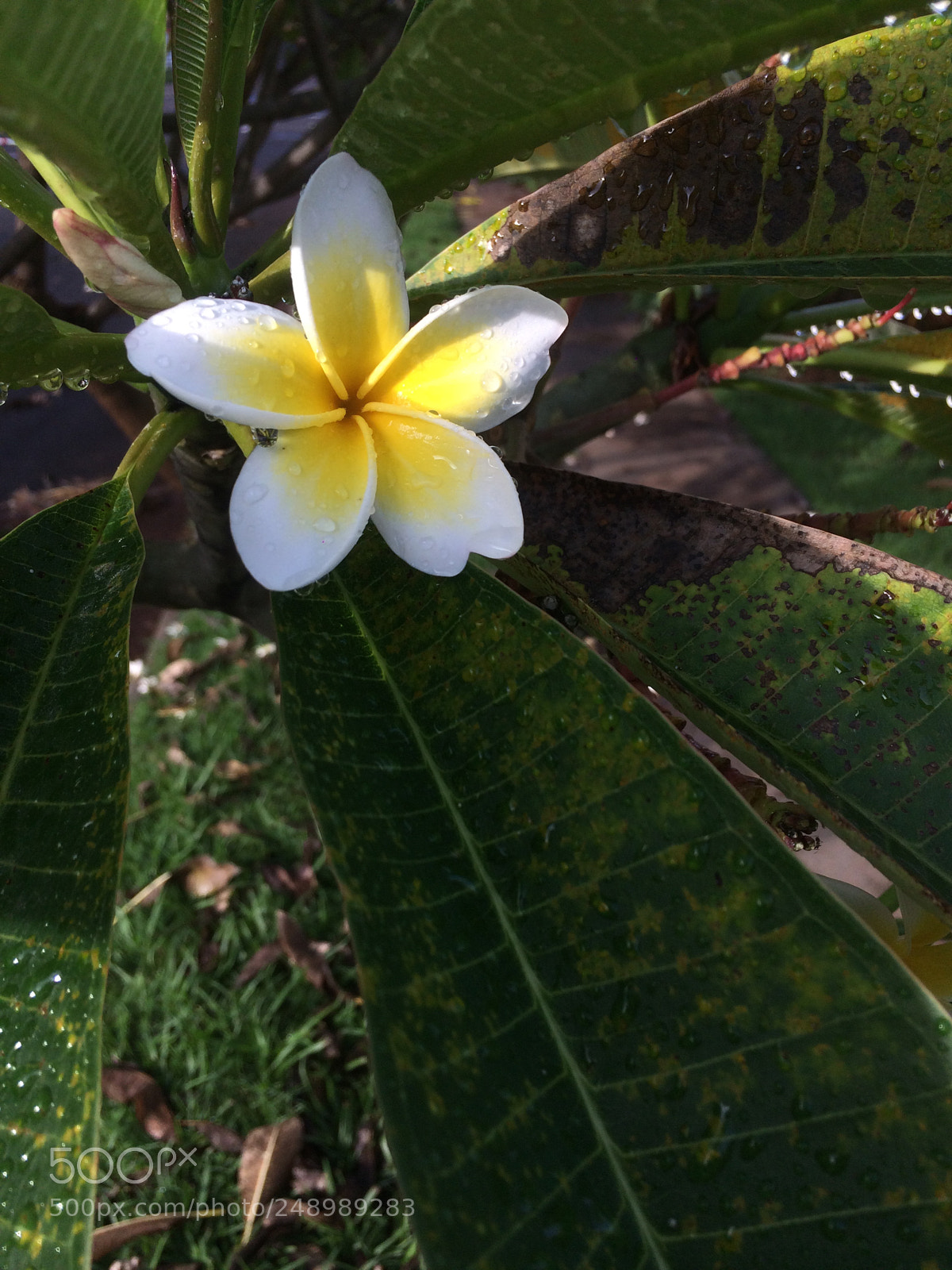 Apple iPhone 5s sample photo. Untitled photography