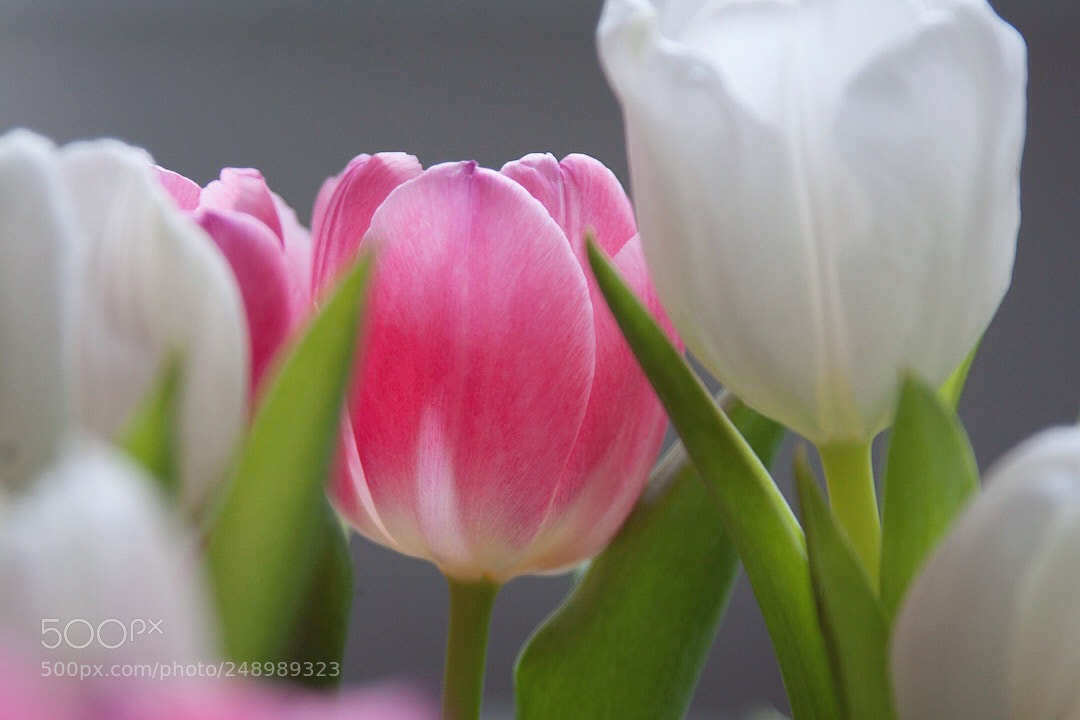 Canon EOS 500D (EOS Rebel T1i / EOS Kiss X3) sample photo. Tulips photography