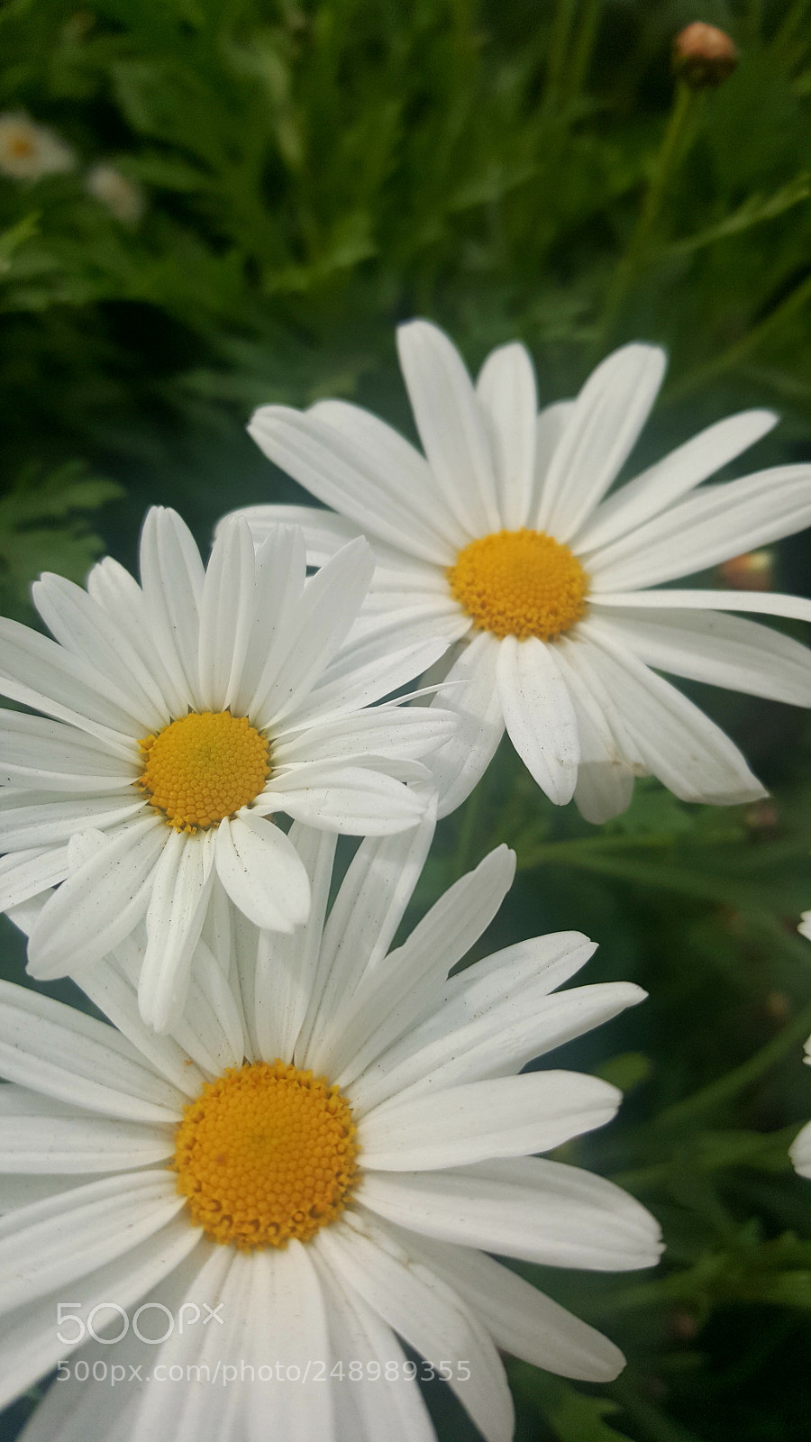 Samsung Galaxy S6 sample photo. Daisy photography