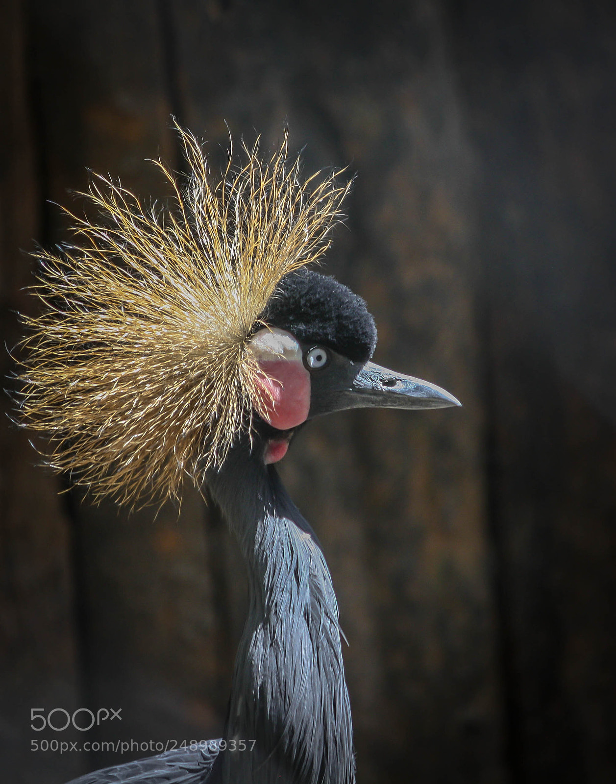 Canon EOS 1000D (EOS Digital Rebel XS / EOS Kiss F) sample photo. African crowned crane photography