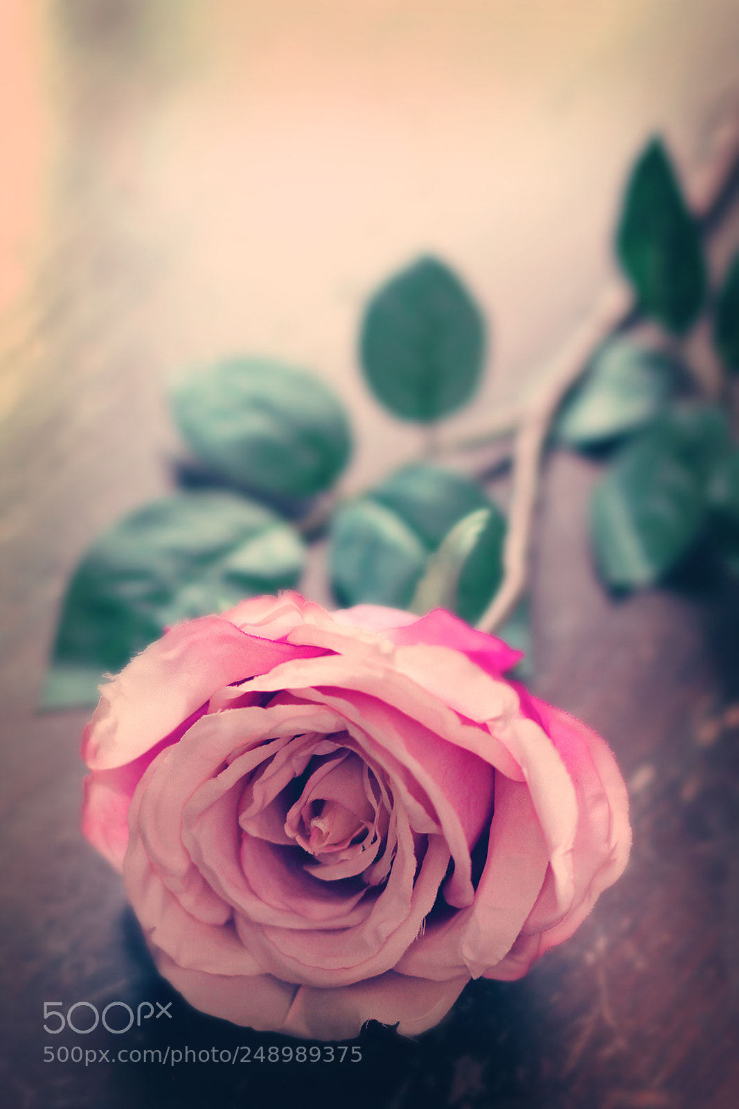 Canon EOS 550D (EOS Rebel T2i / EOS Kiss X4) sample photo. Rosey photography