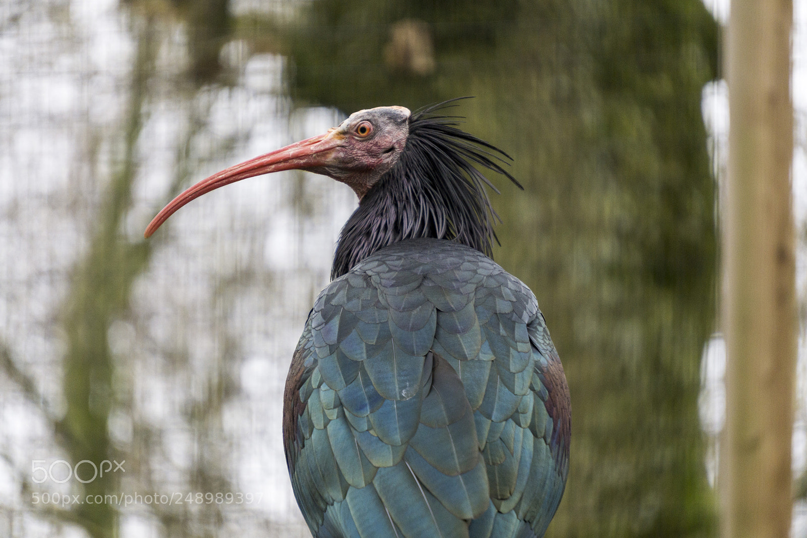 Sony a6000 sample photo. Waldrapp photography