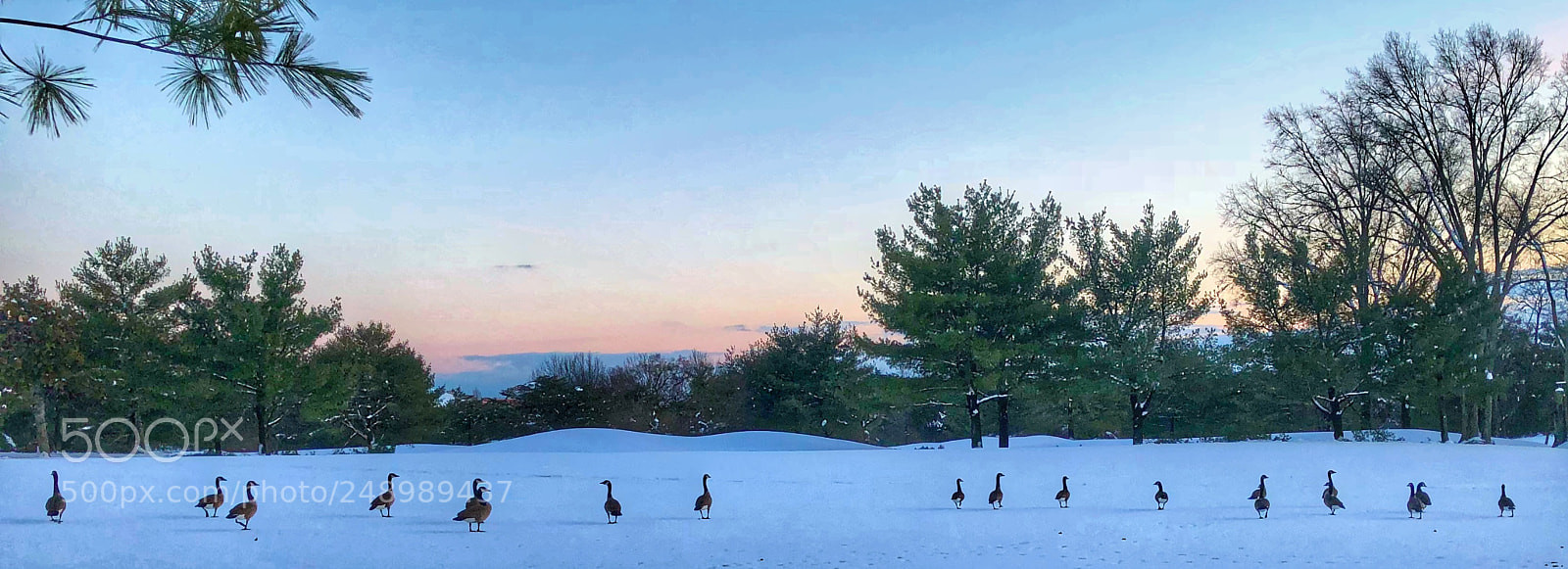 Apple iPhone 8 Plus sample photo. A golf course. a photography