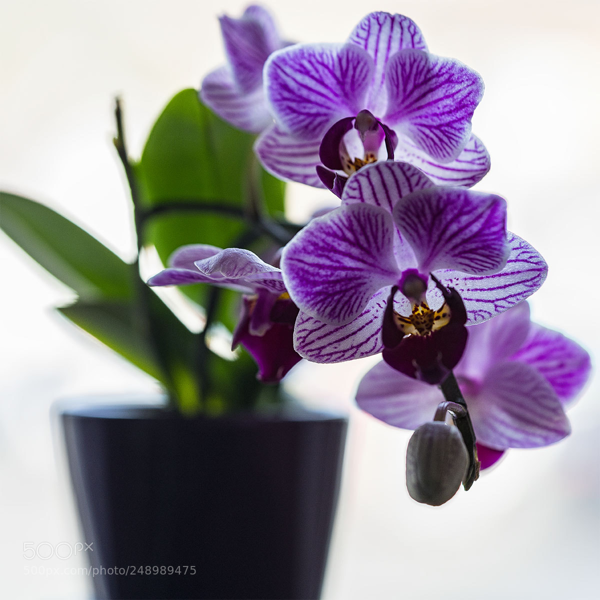 Sony a7R II sample photo. Orchidee photography
