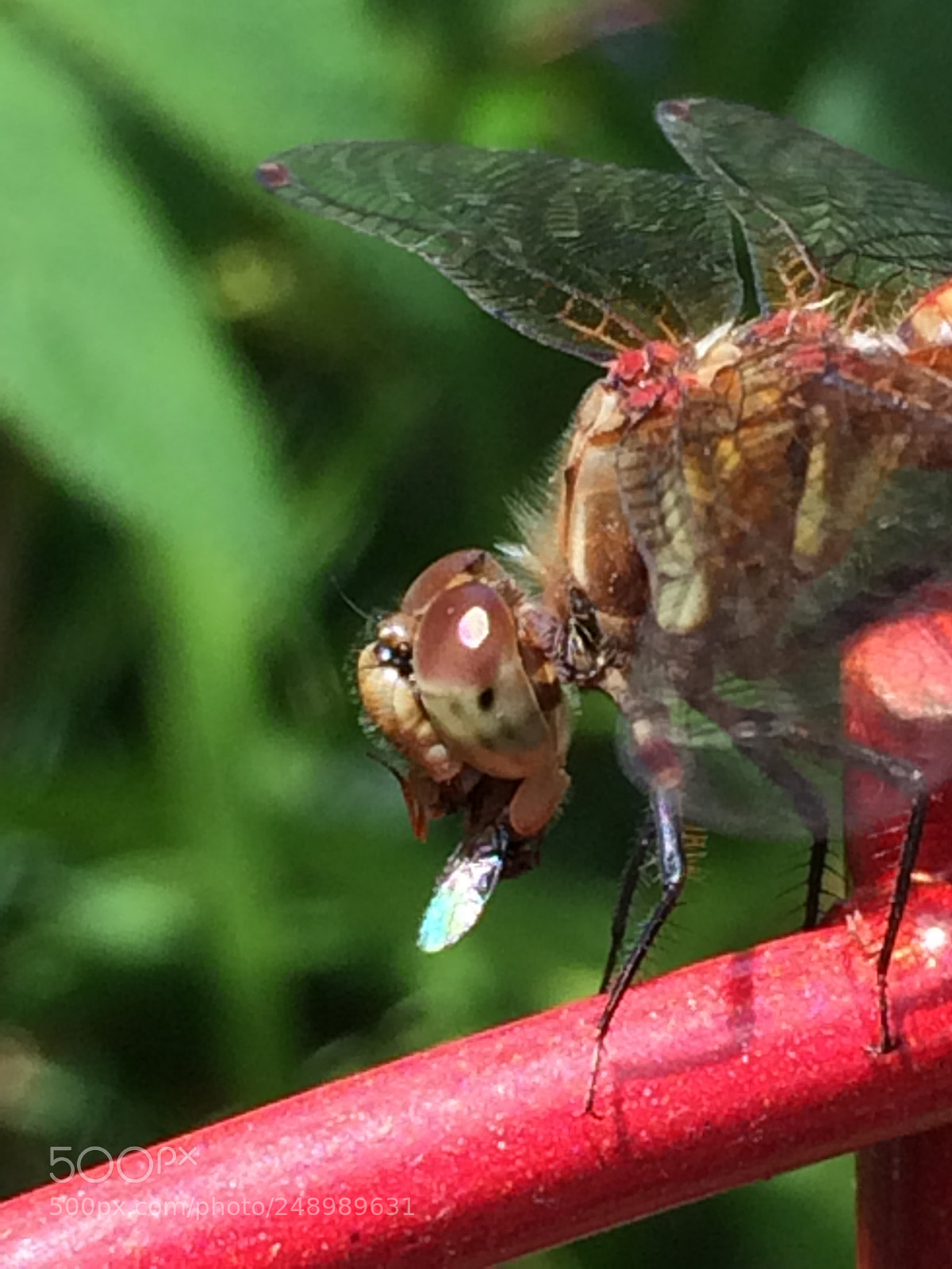Apple iPhone 5s sample photo. Dragonfly my muse... photography