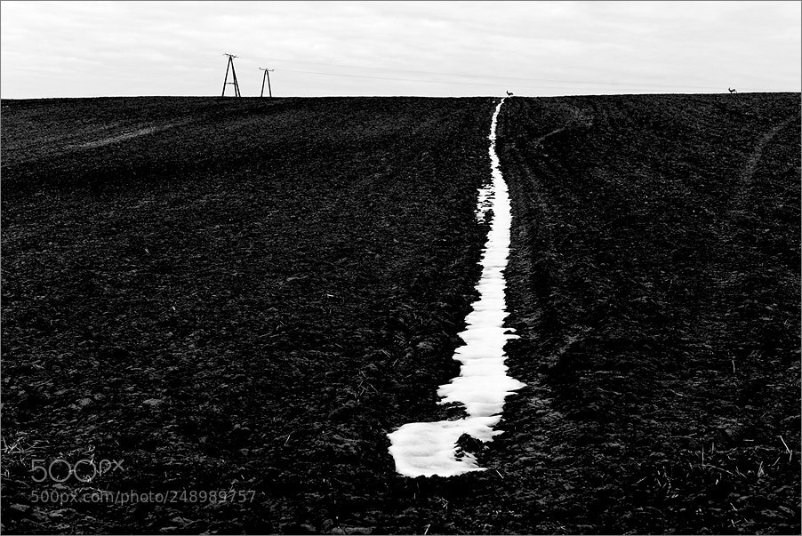 Nikon D610 sample photo. Snow in the furrow photography