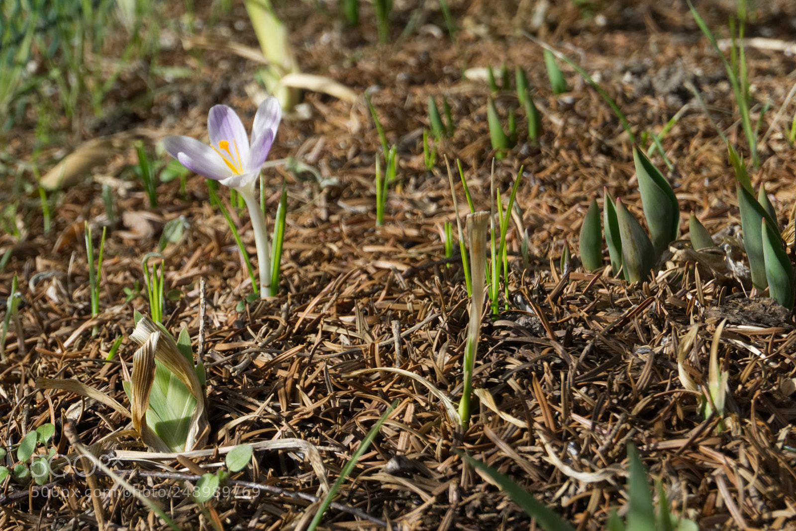 Sony a6000 sample photo. Harbinger of spring photography